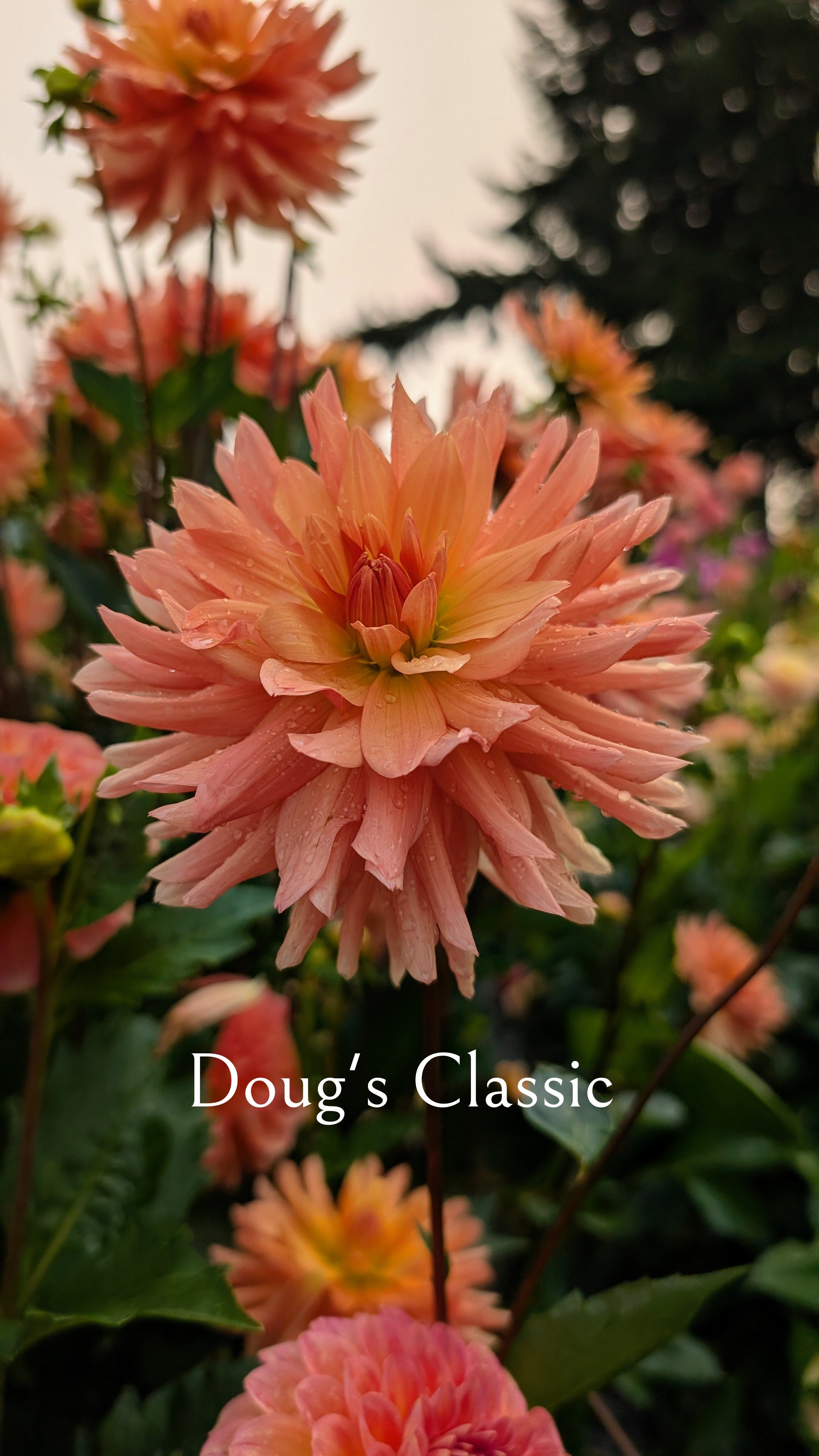 Doug's Classic