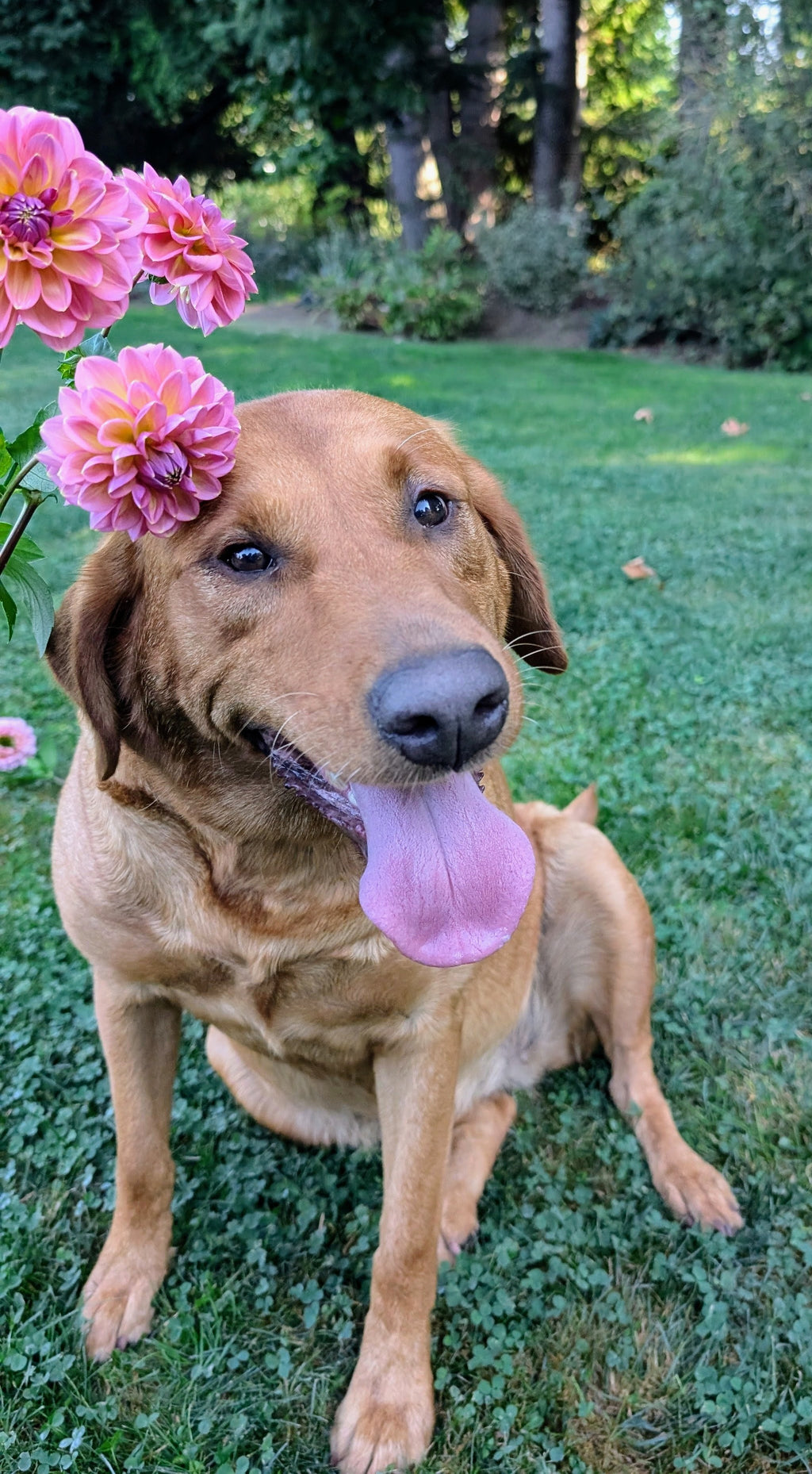 Sunny Rose