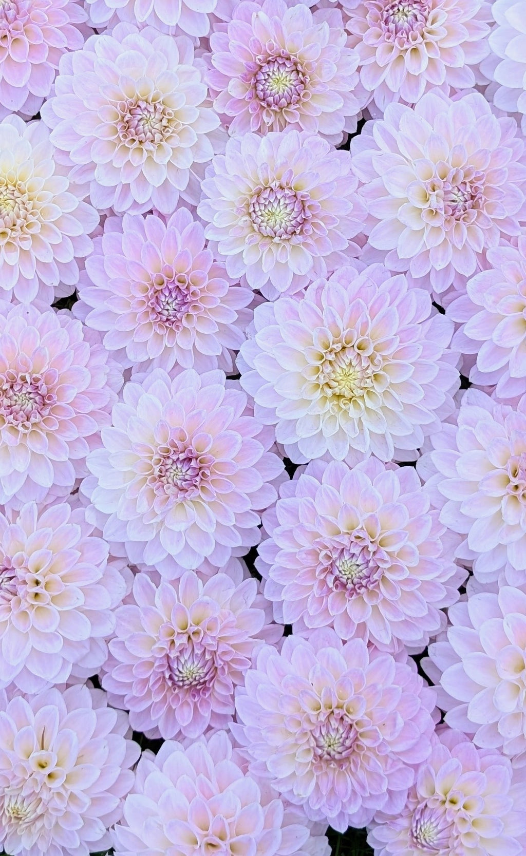 Dandelion Lane Duke Silver (2027)