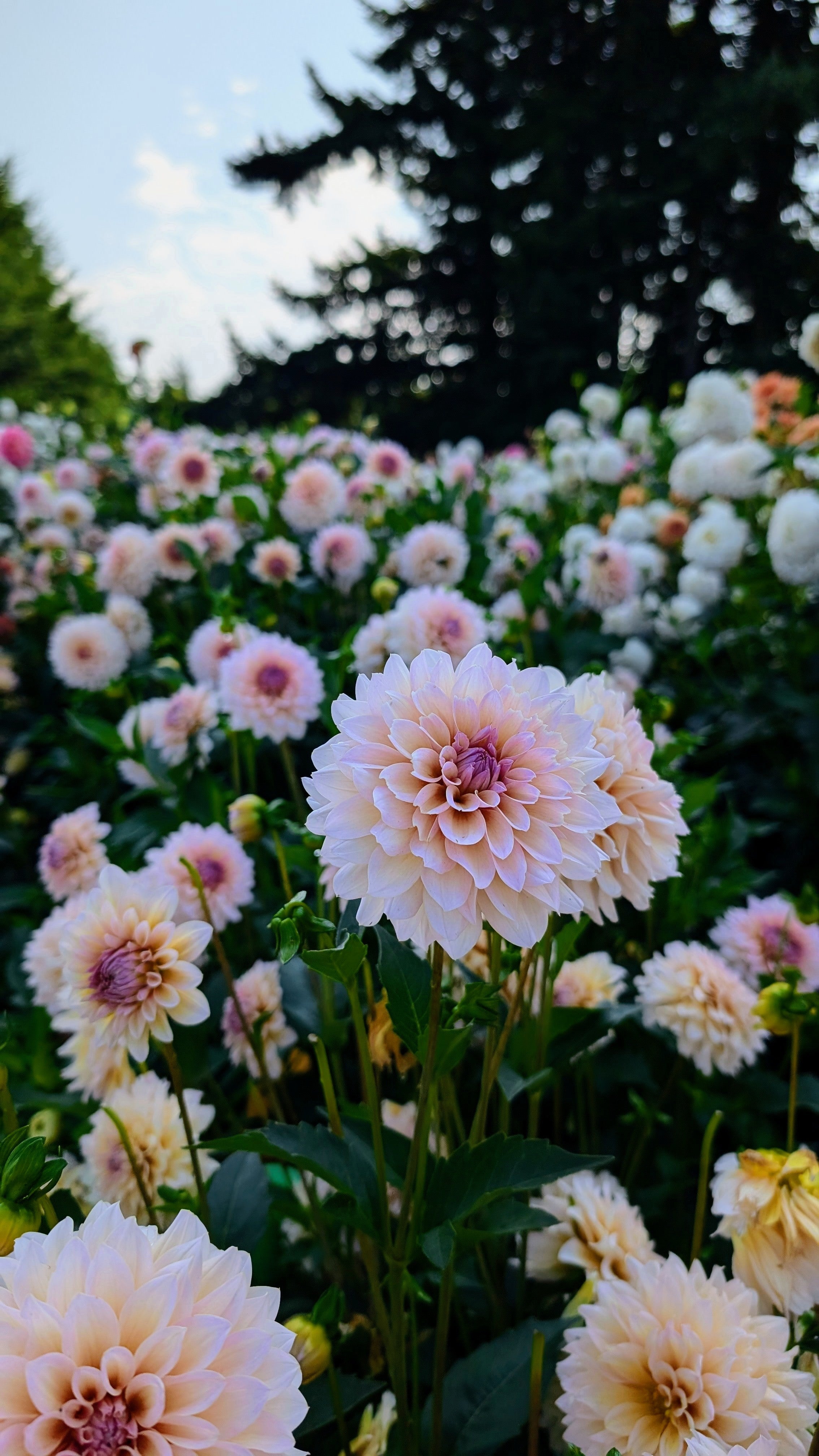 Dandelion Lane's The Special