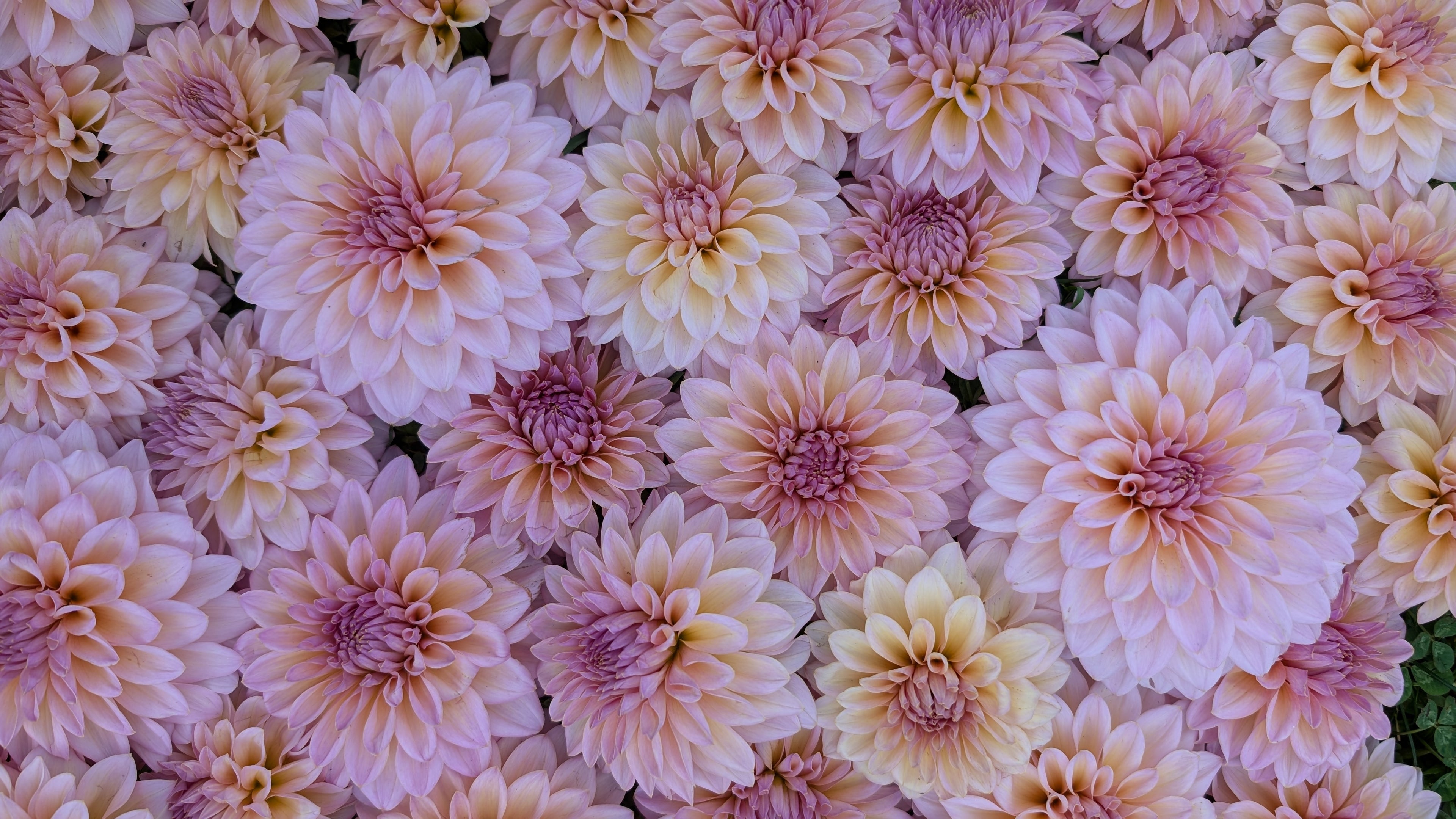 DL's The Special Dahlia Seed