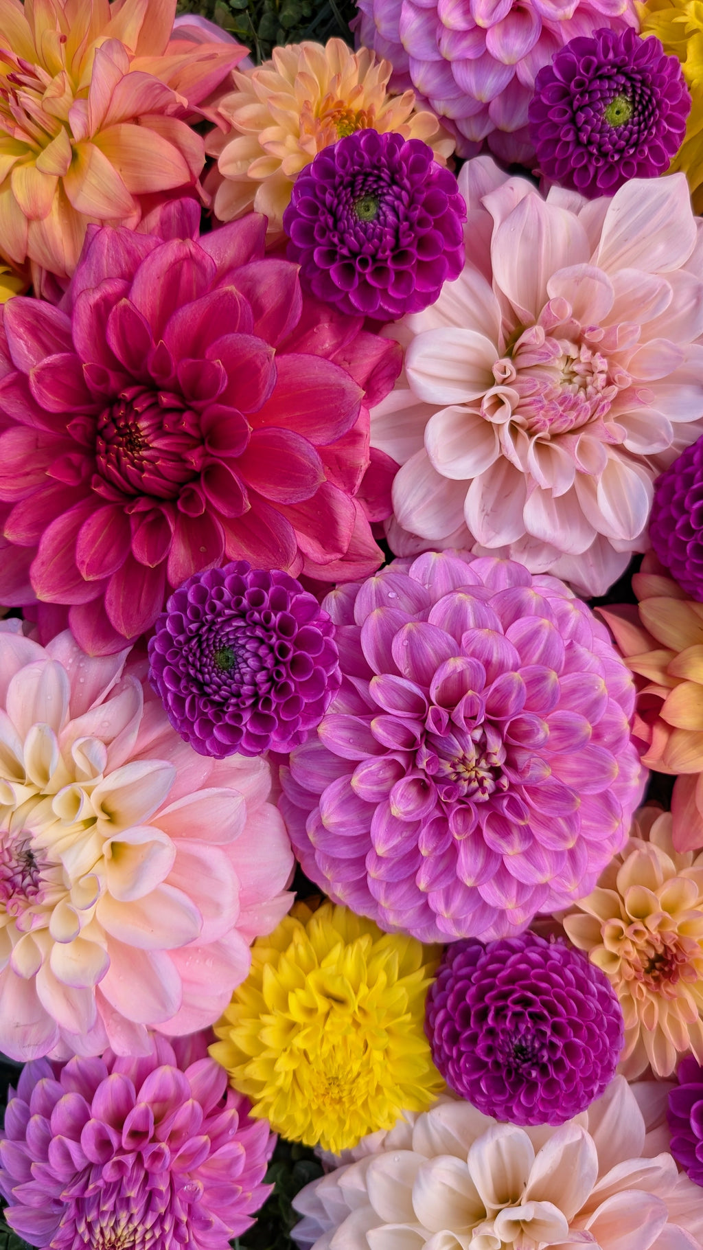 Mixed Australian Varieties Dahlia Seed