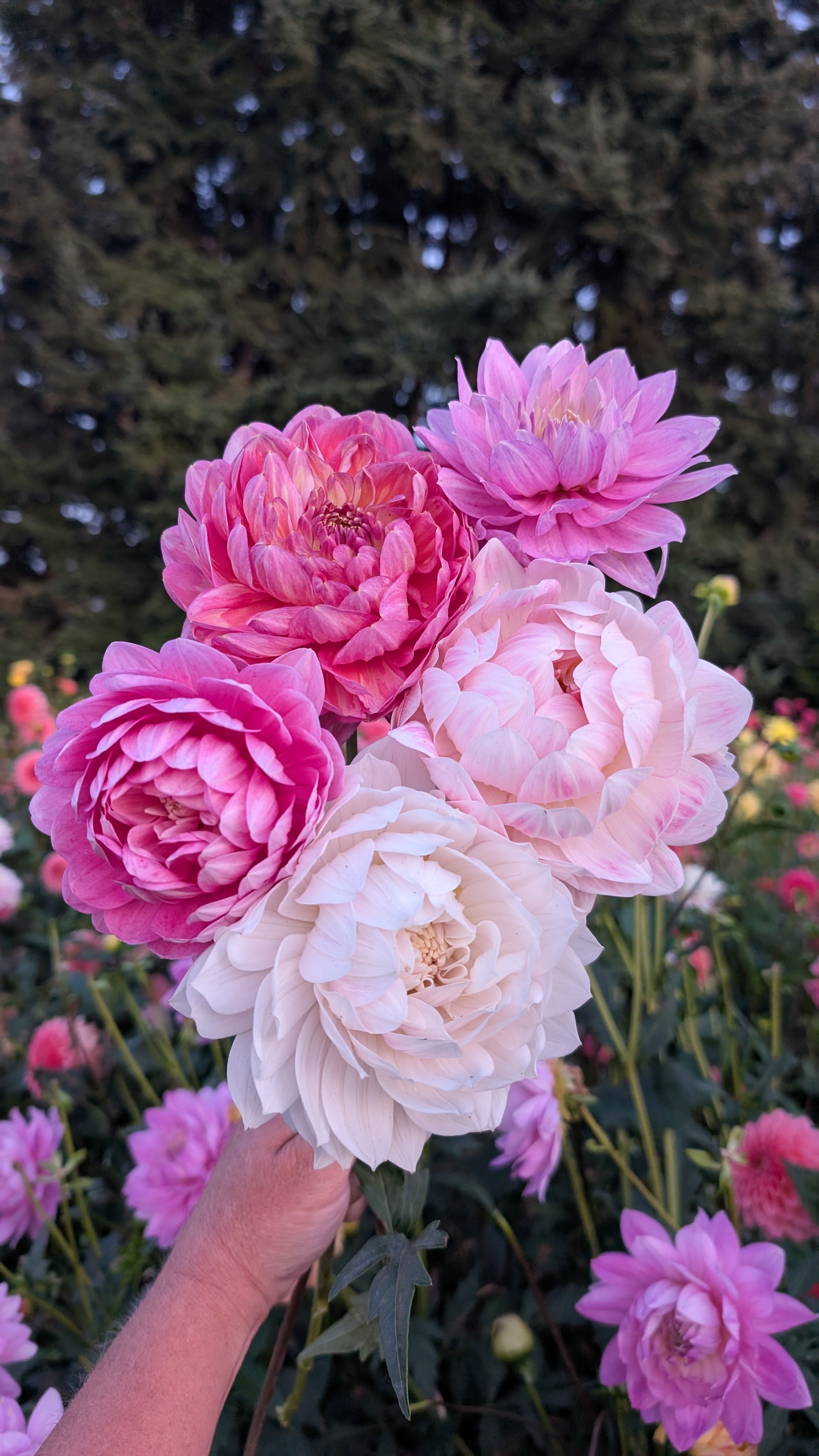 Bouquet of pink and white flowers held by a hand with a blurred natural background