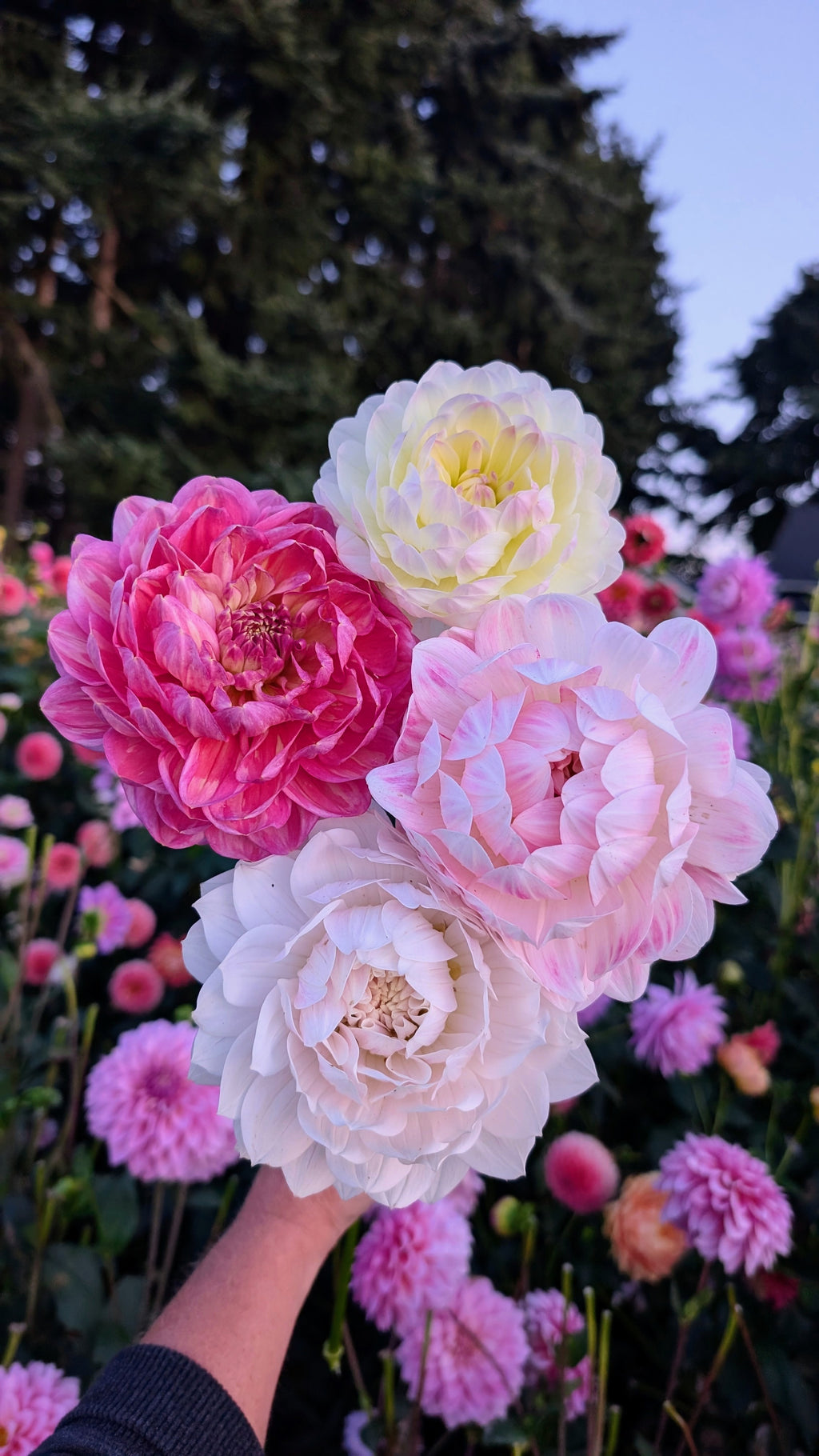 Mixed Waterlily Dahlia Seeds