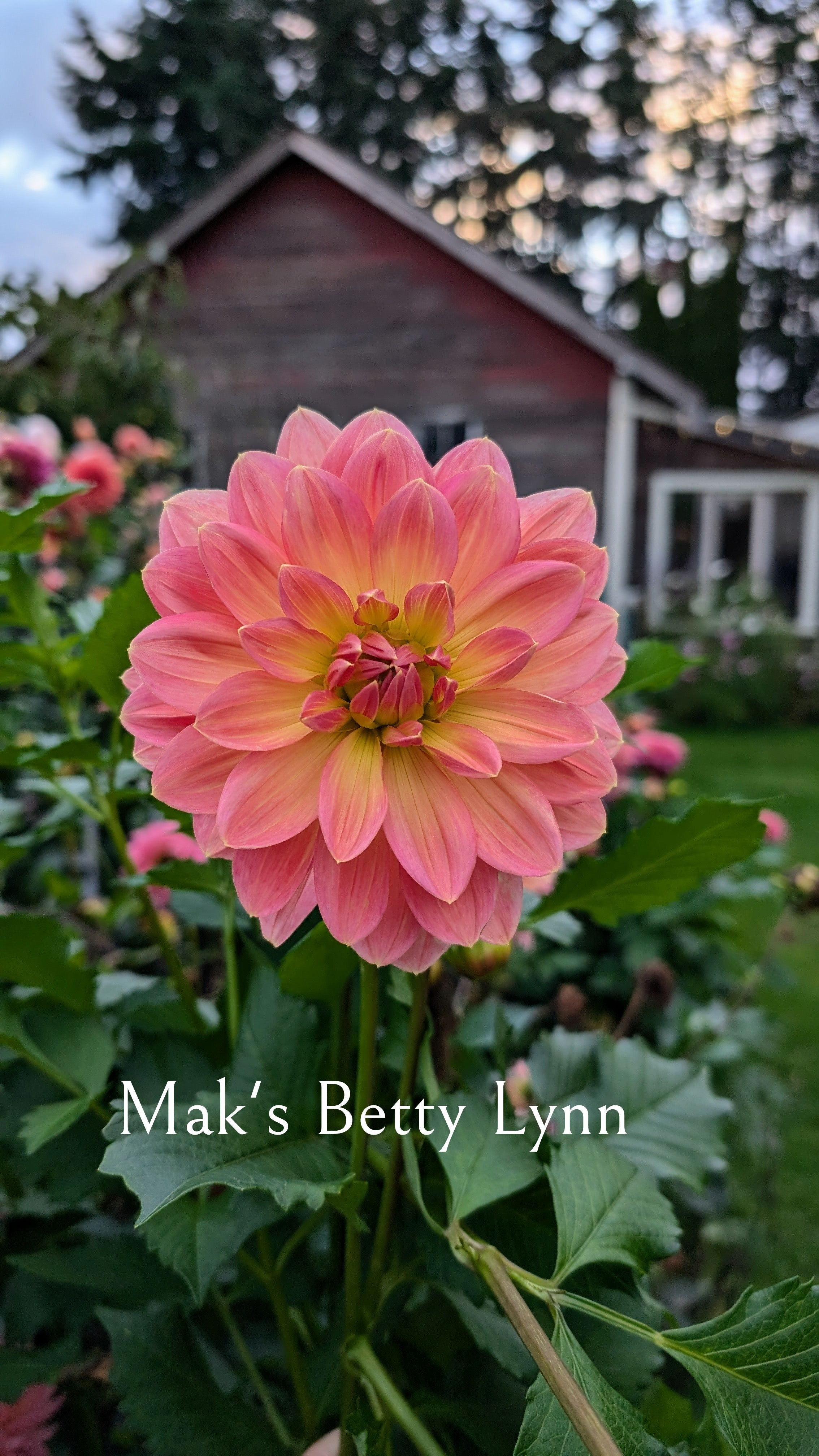 Mak's Betty Lynn