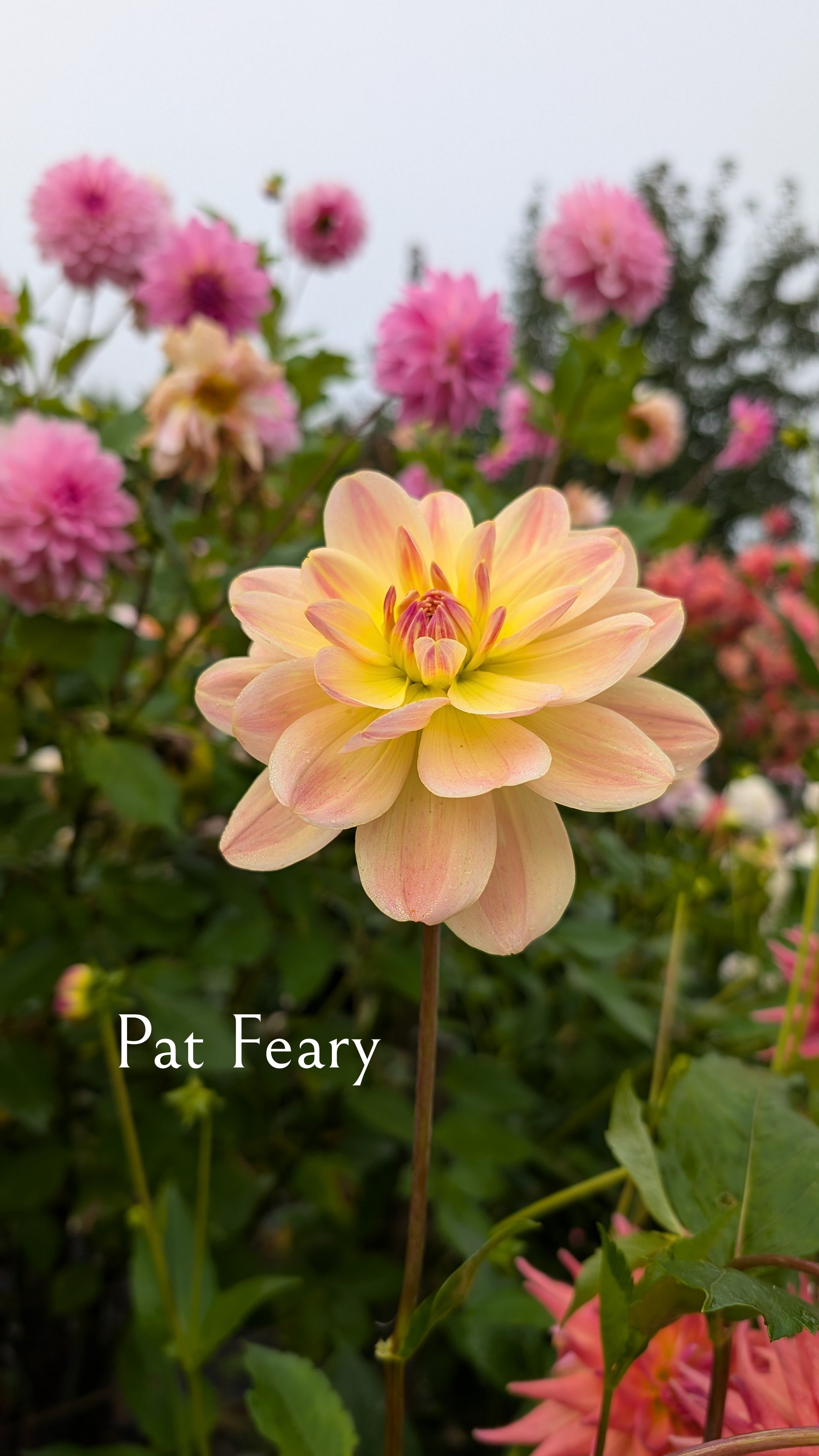 Pat Feary