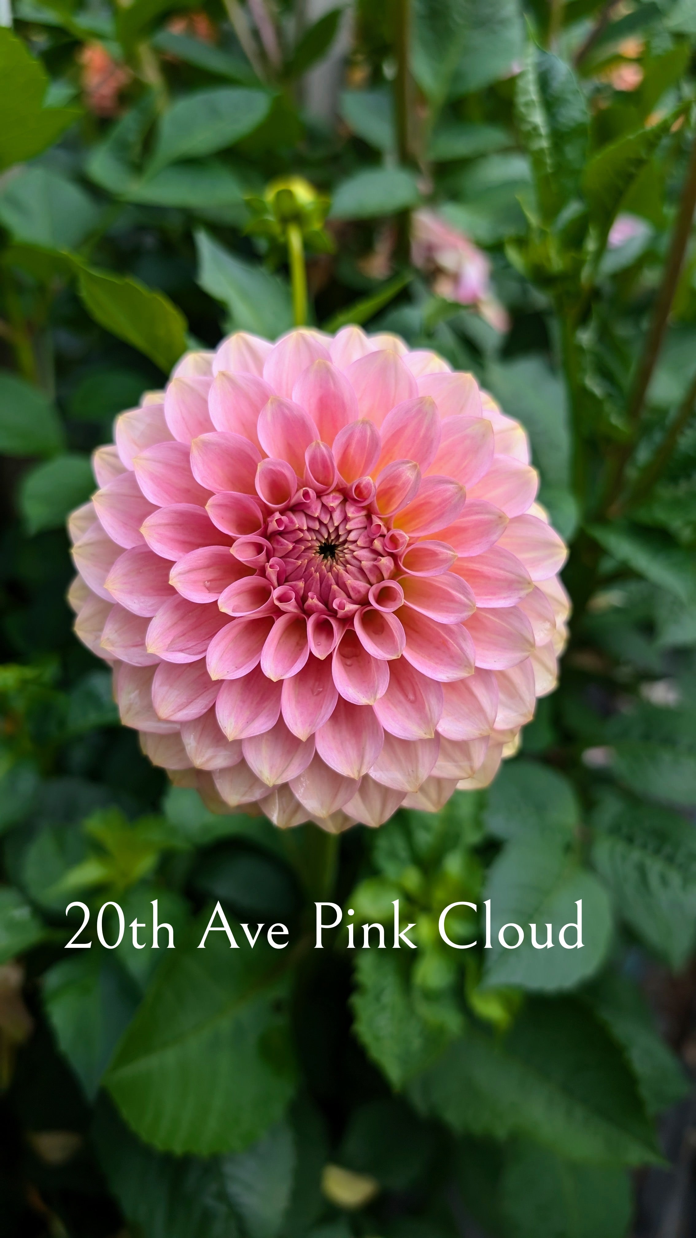 product-20th-ave-pink-cloud-