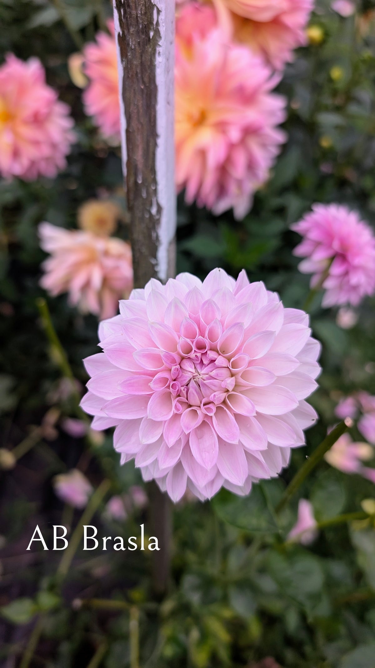 Brasla Your Shopping Cart – Dandelion Lane Dahlias