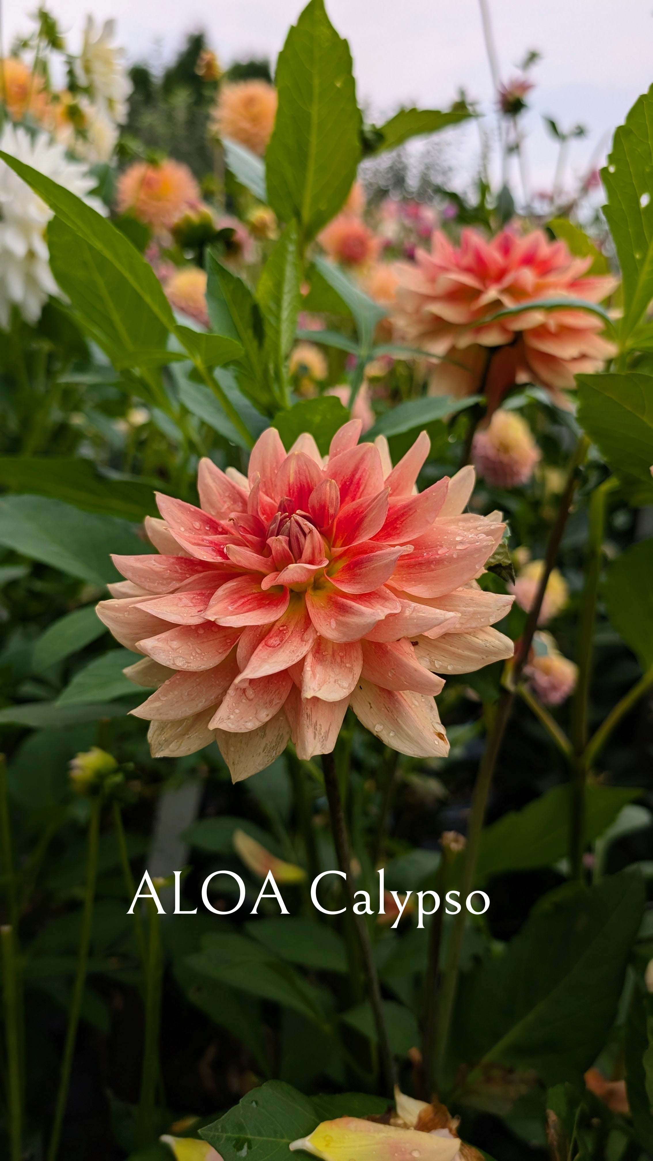 ALOA Calypso