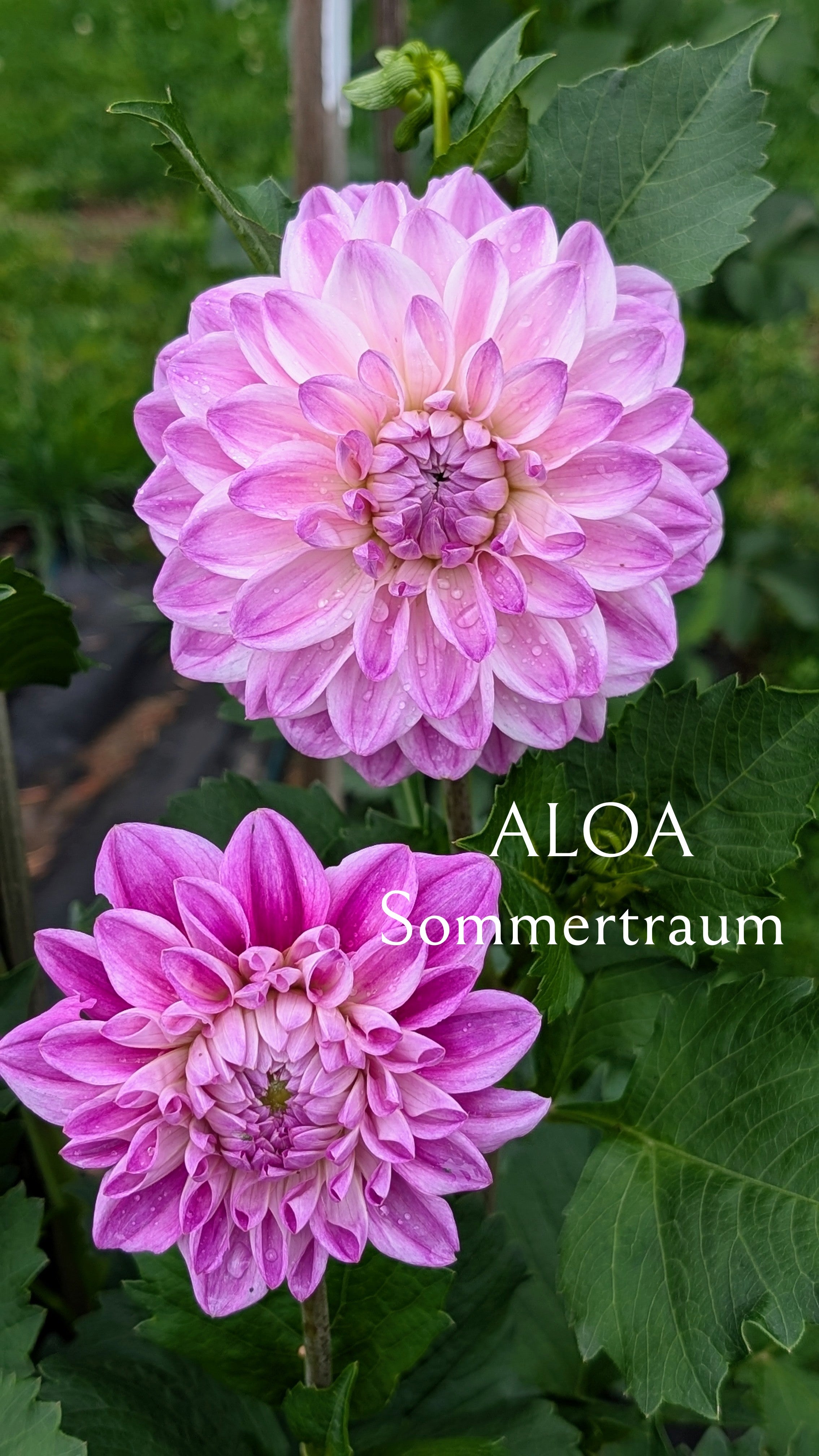 ALOA Sommertraum