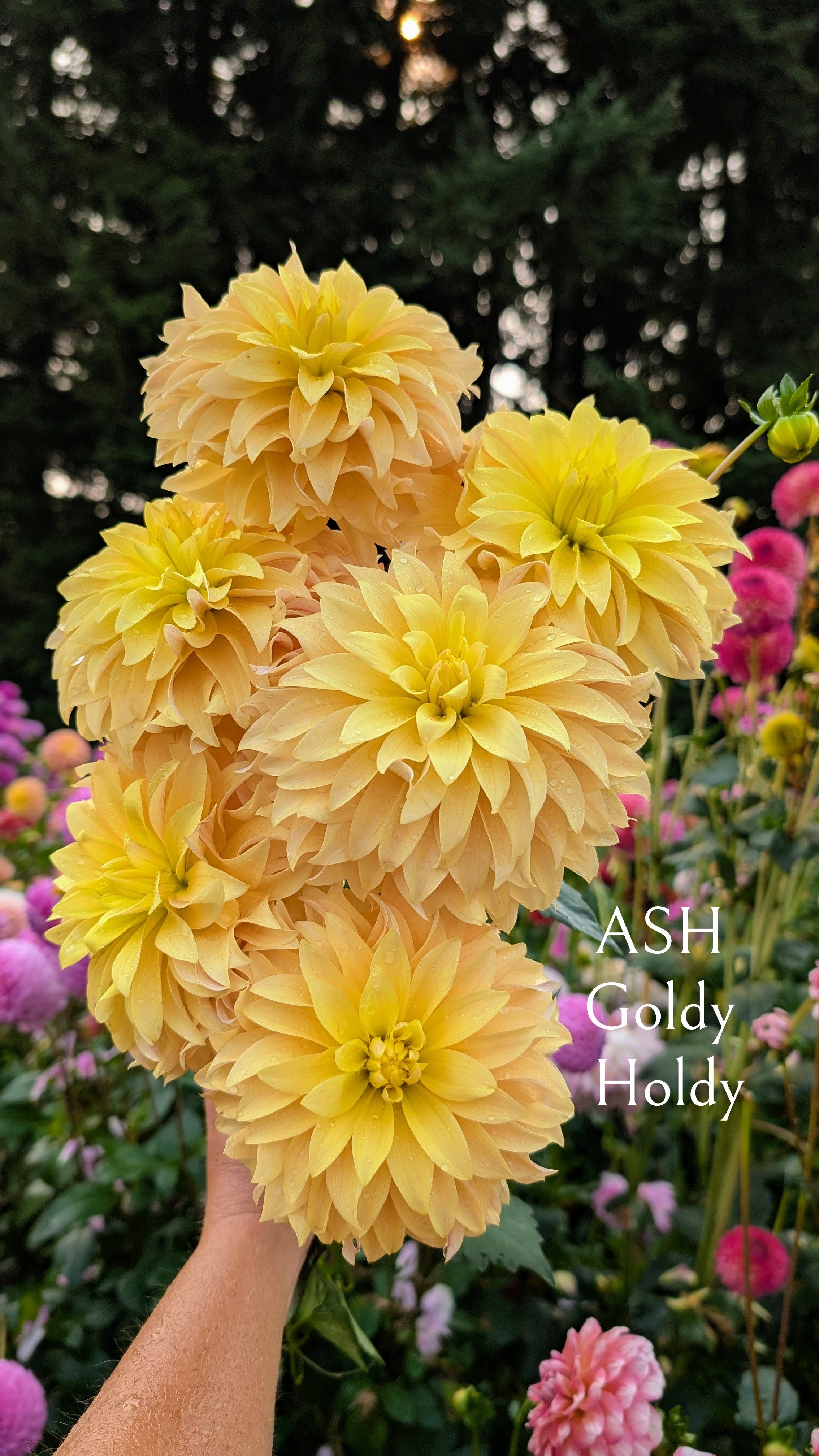 ASH Blooms Goldy Holdy