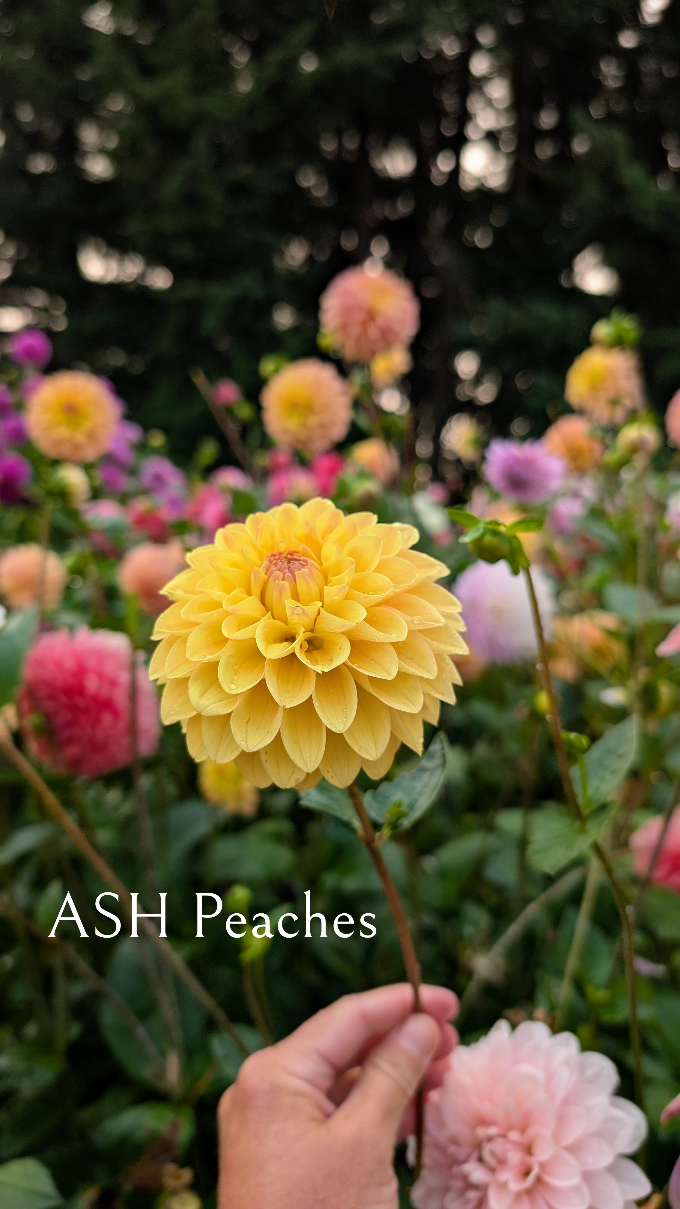 ASH Blooms Peaches