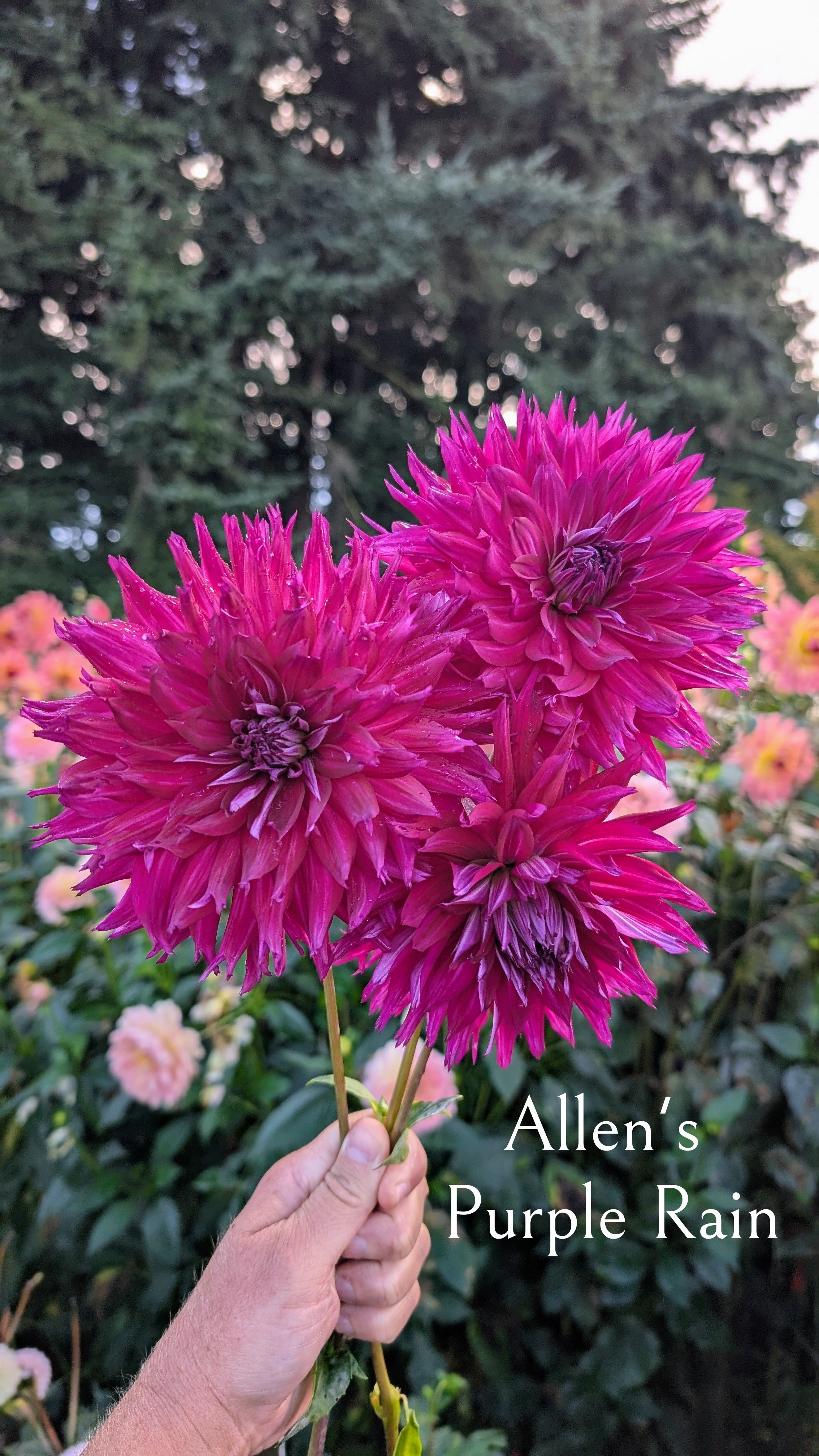 Allen's Purple Rain