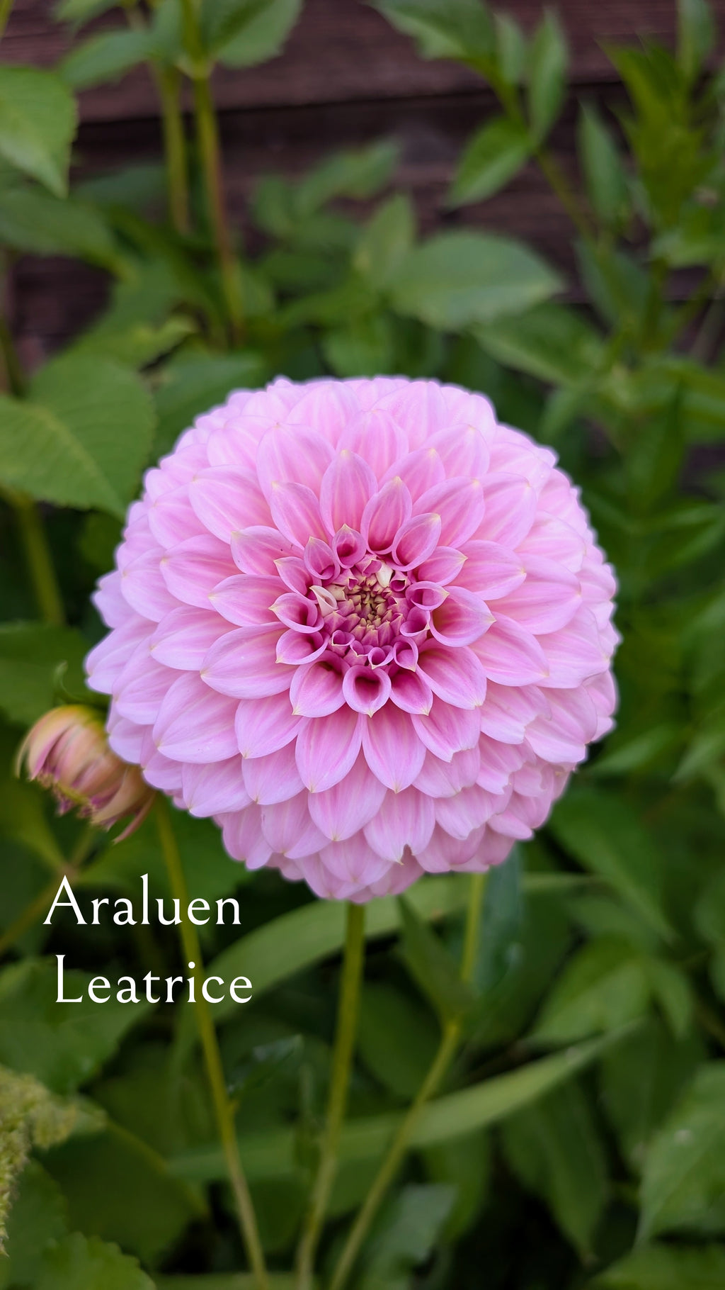 Araluen Leatrice