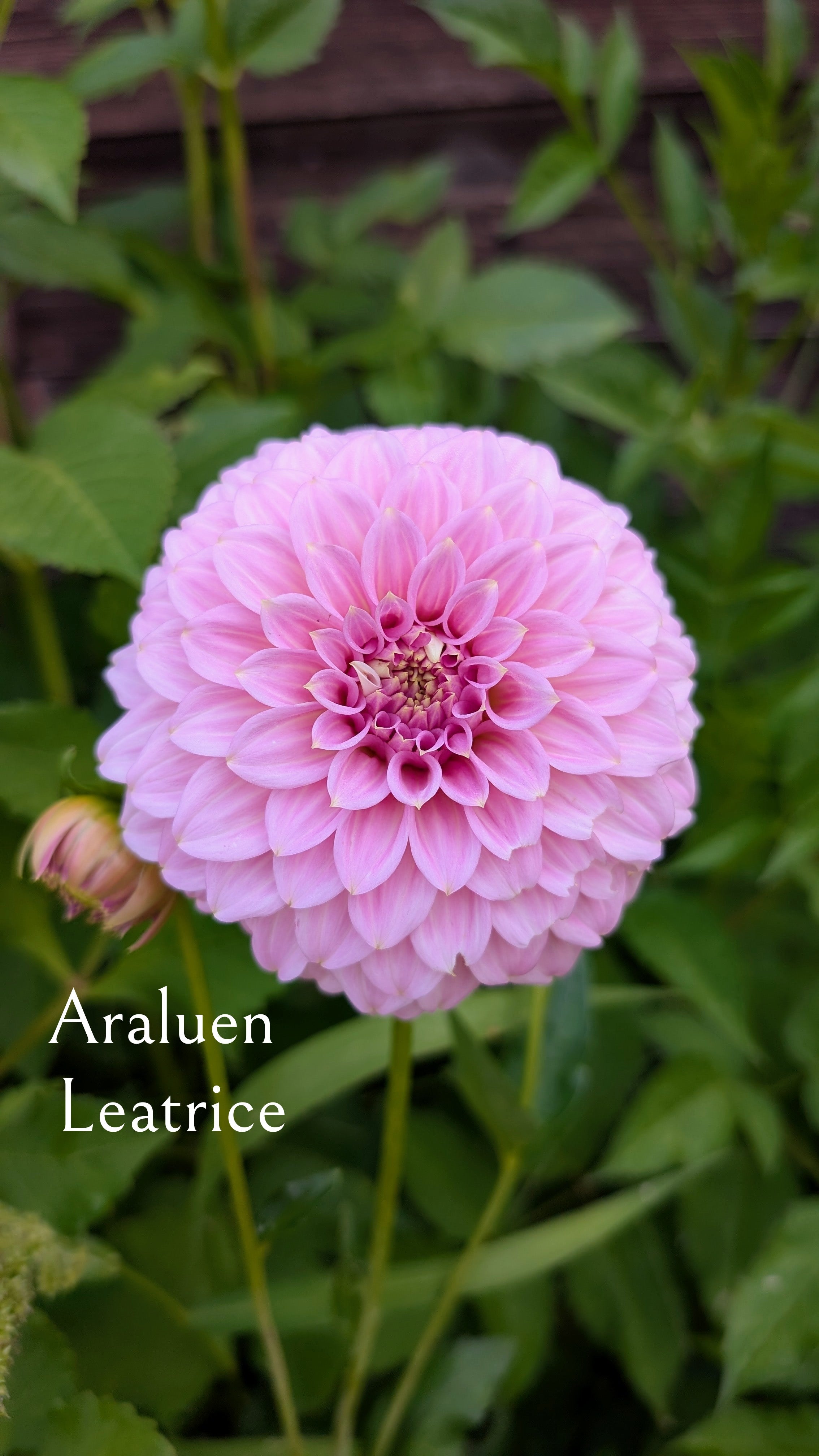 Araluen Leatrice