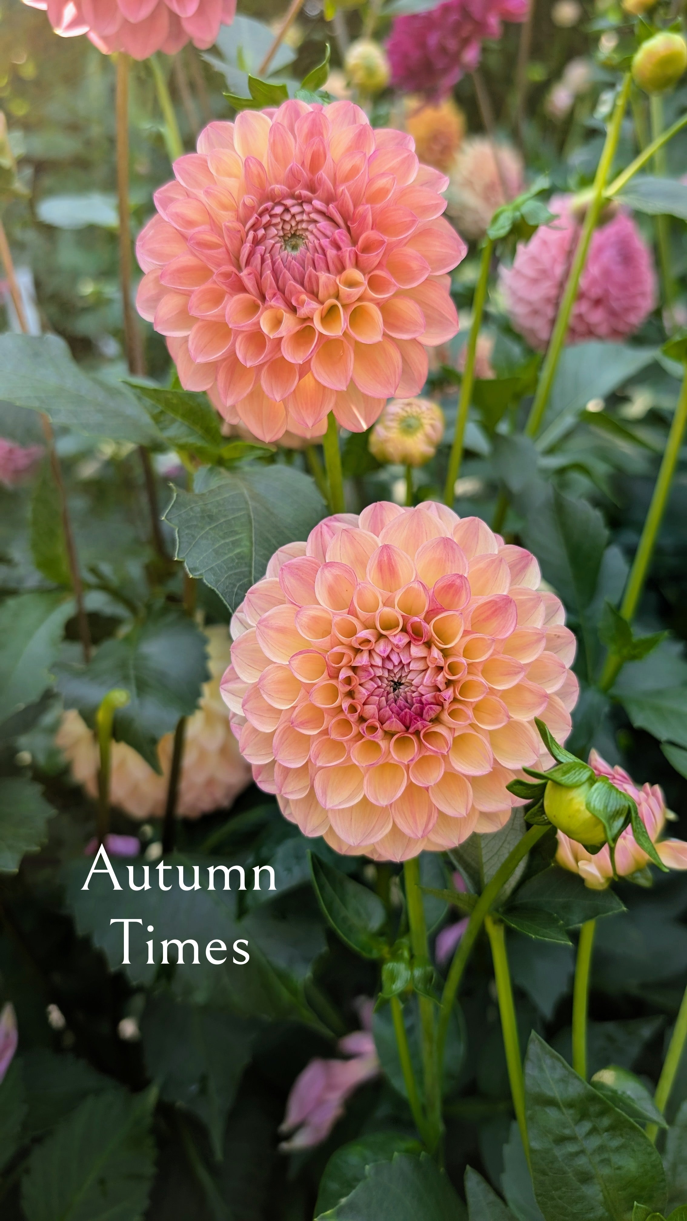 Autumn Times