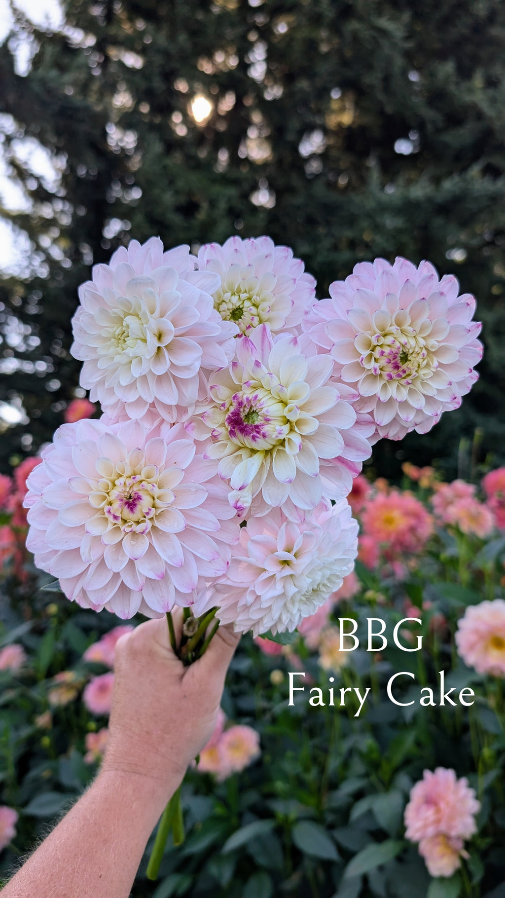 Bumblebees Garden (BBG) Fairy Cake