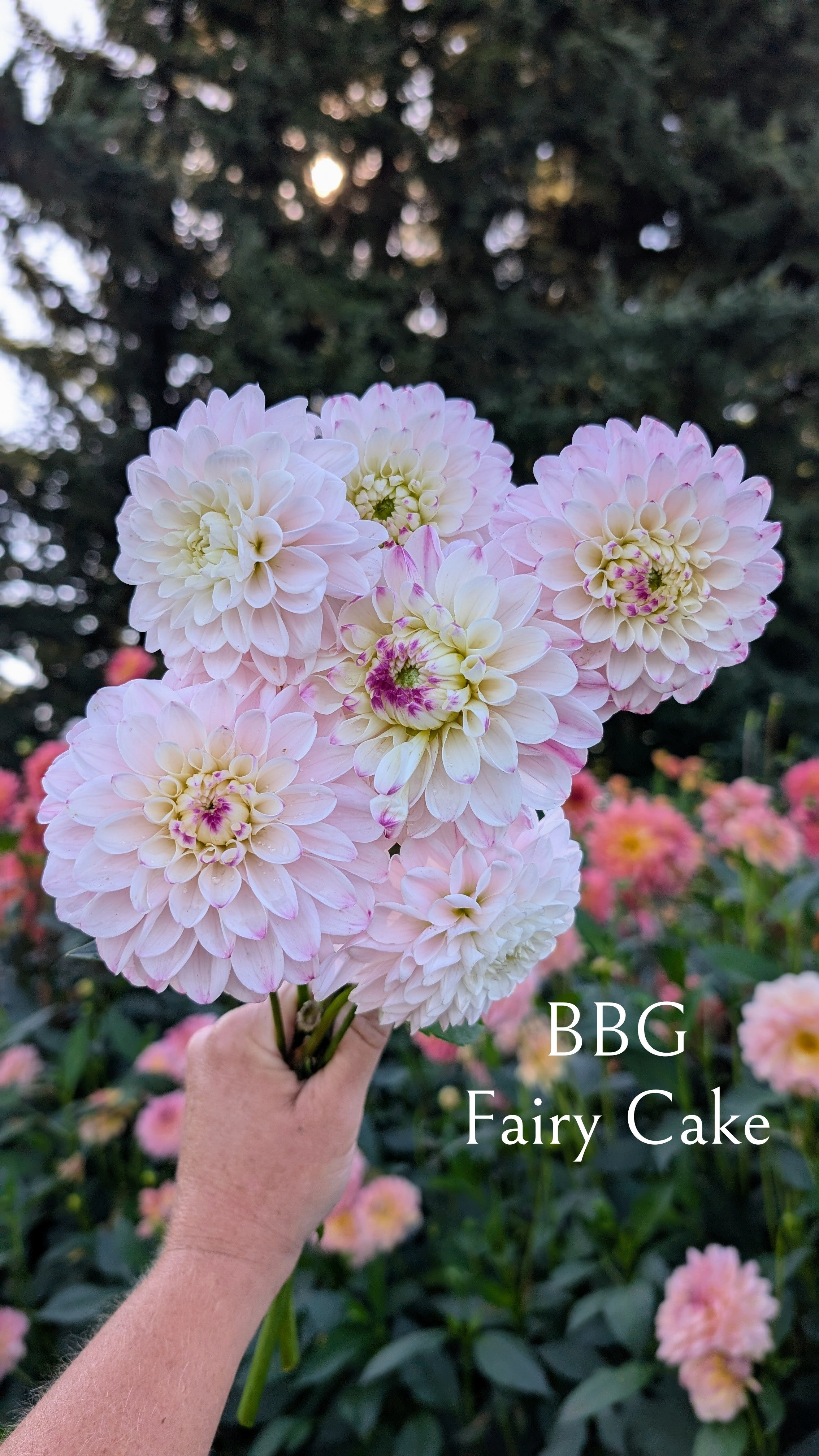 Bumblebees Garden (BBG) Fairy Cake