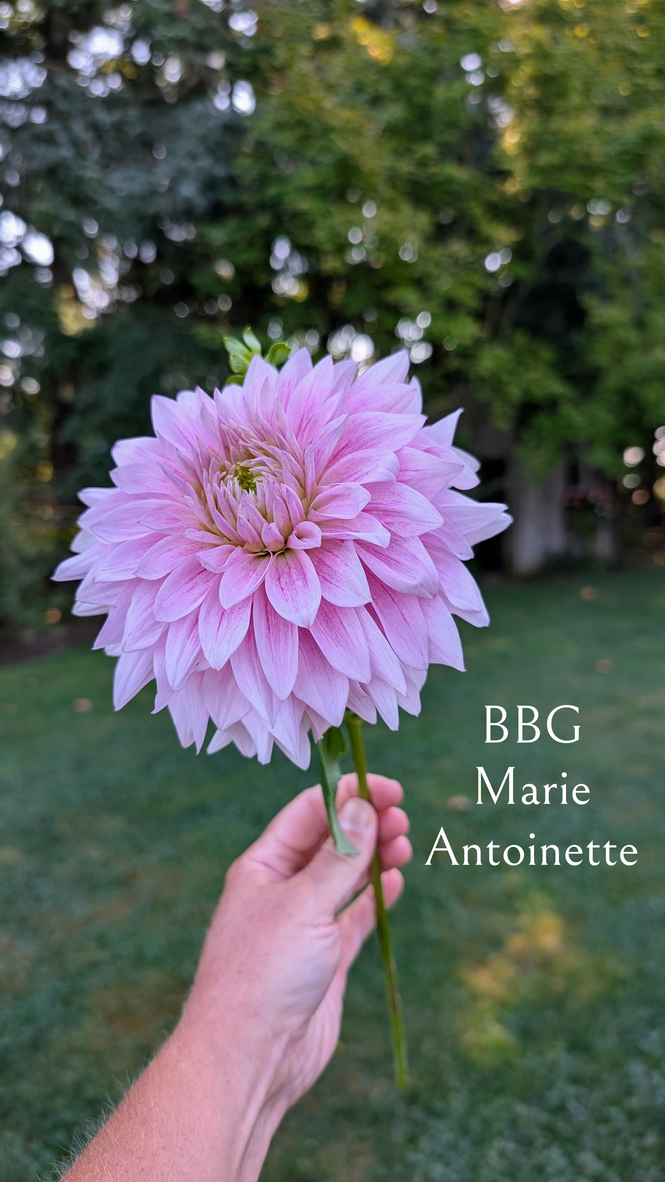 Bumblebees Garden (BBG) Marie Antoinette
