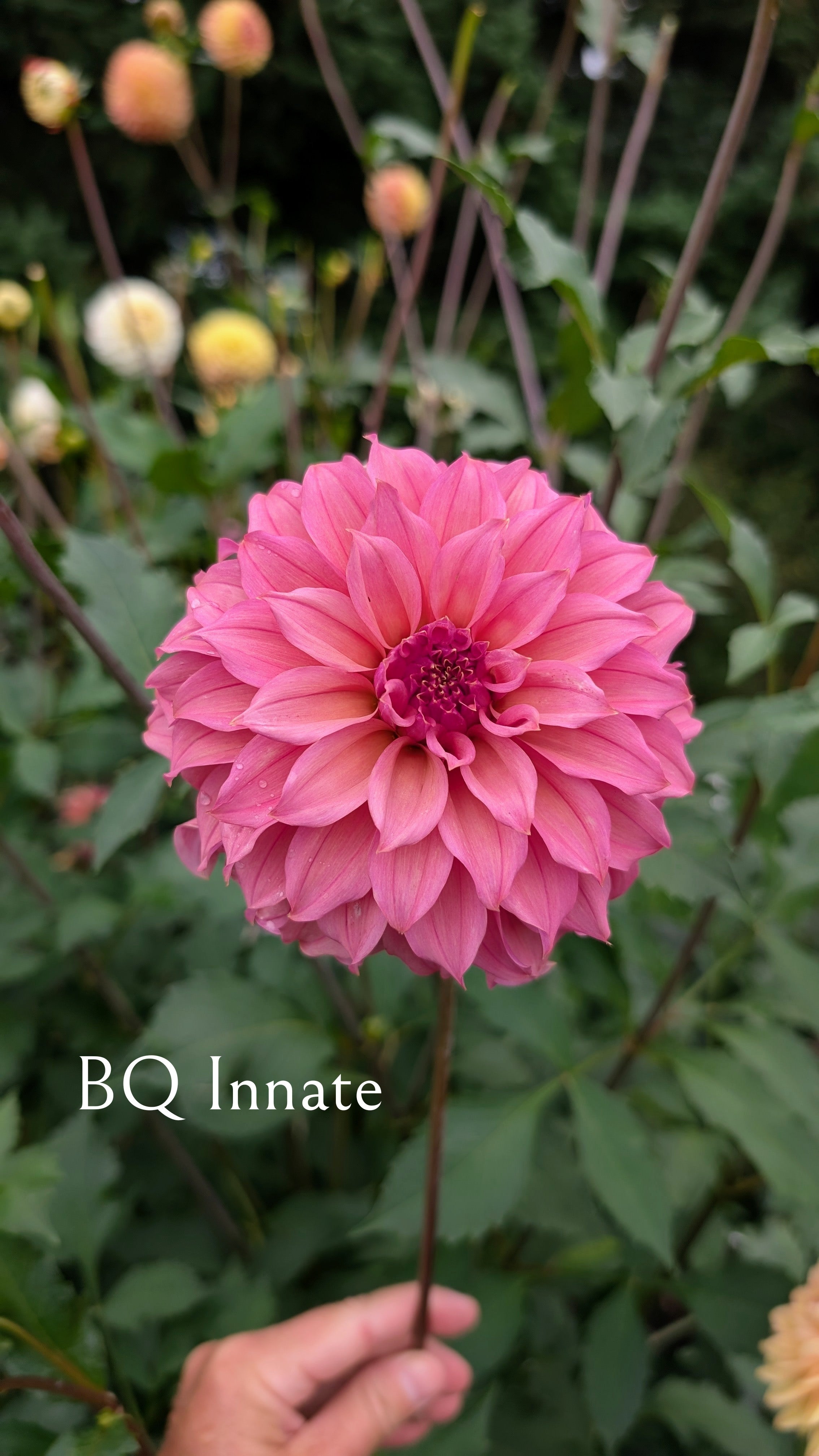 Bloomquist Innate