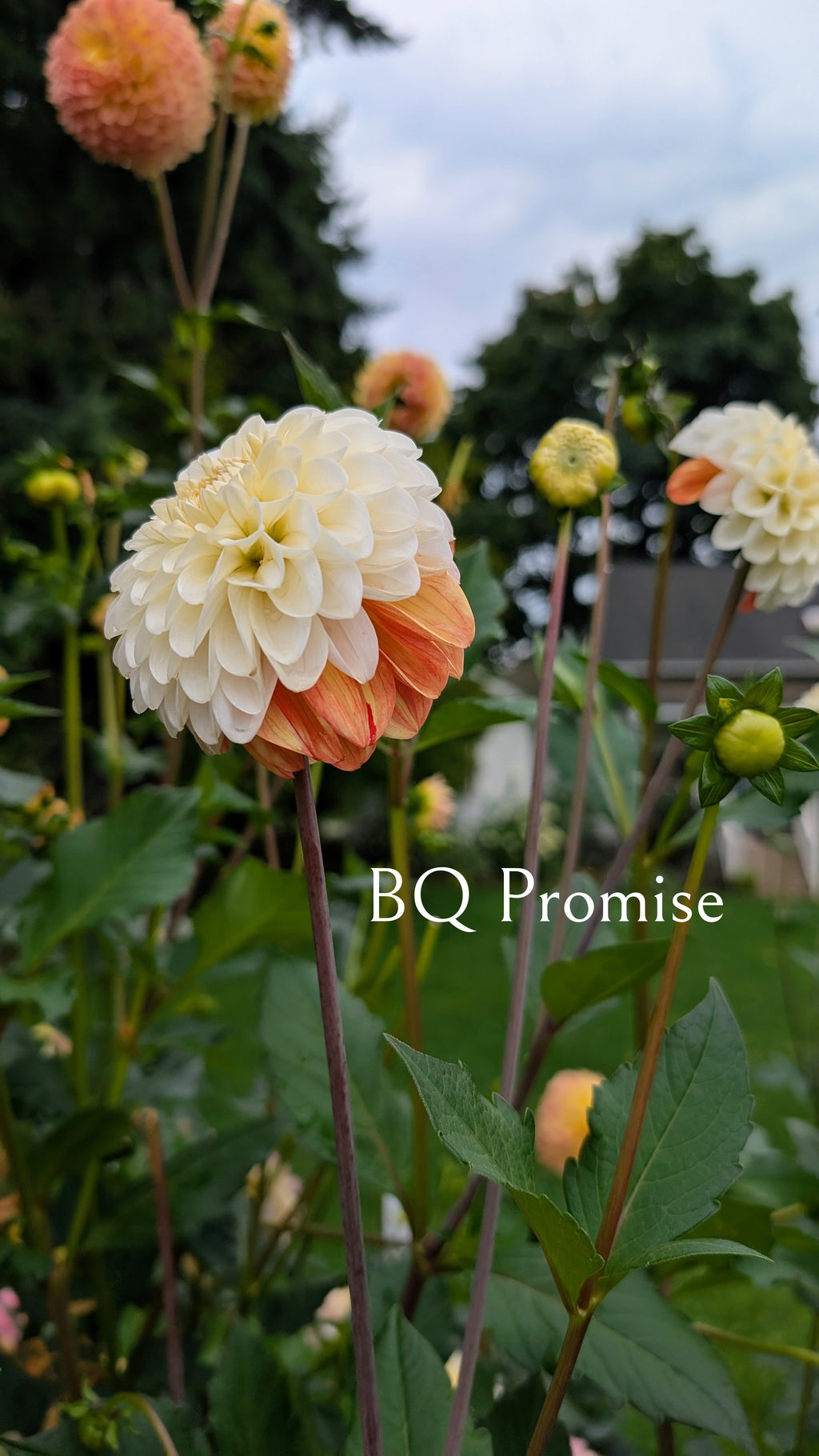 Bloomquist Promise