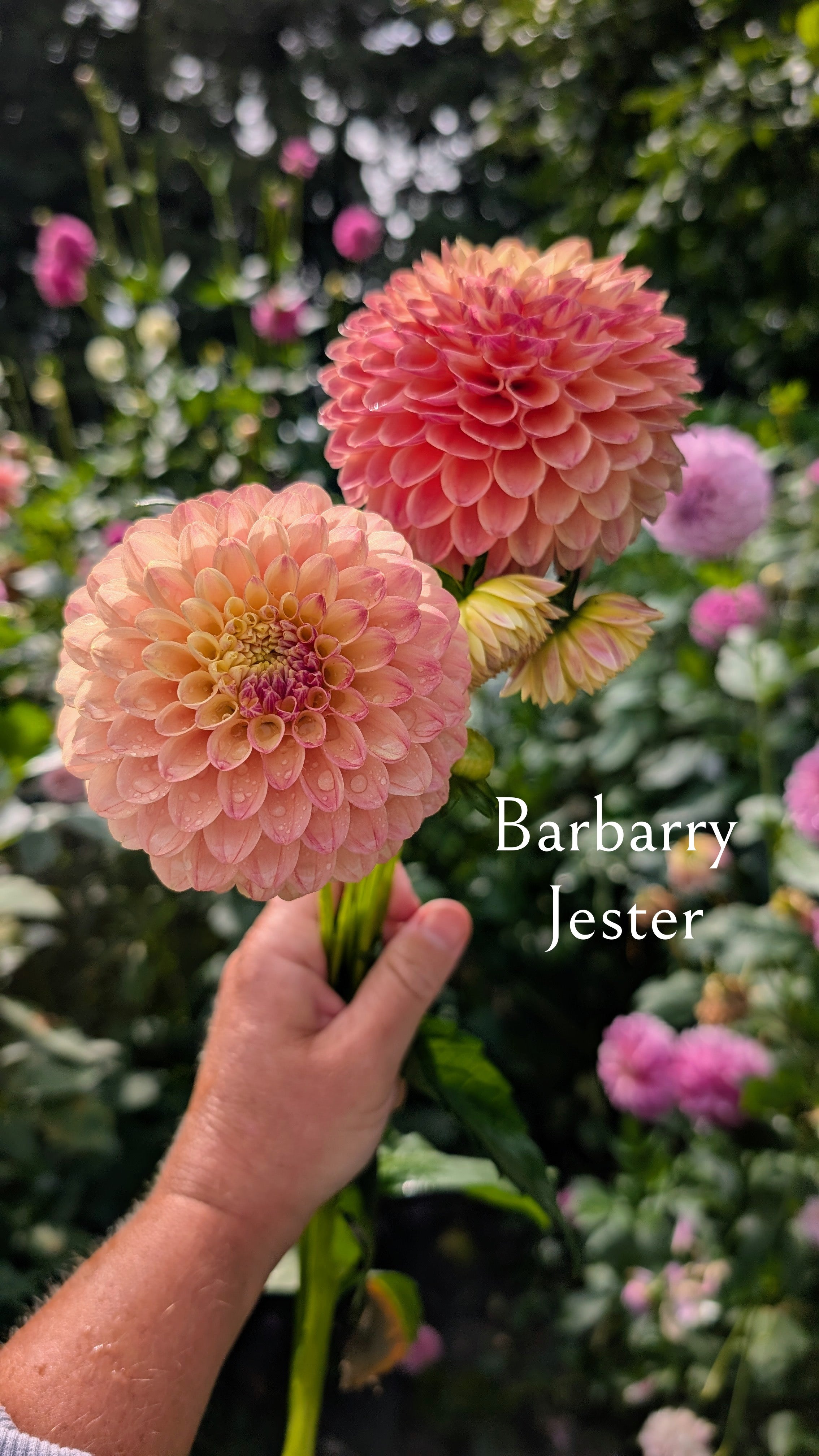 Barbarry Jester