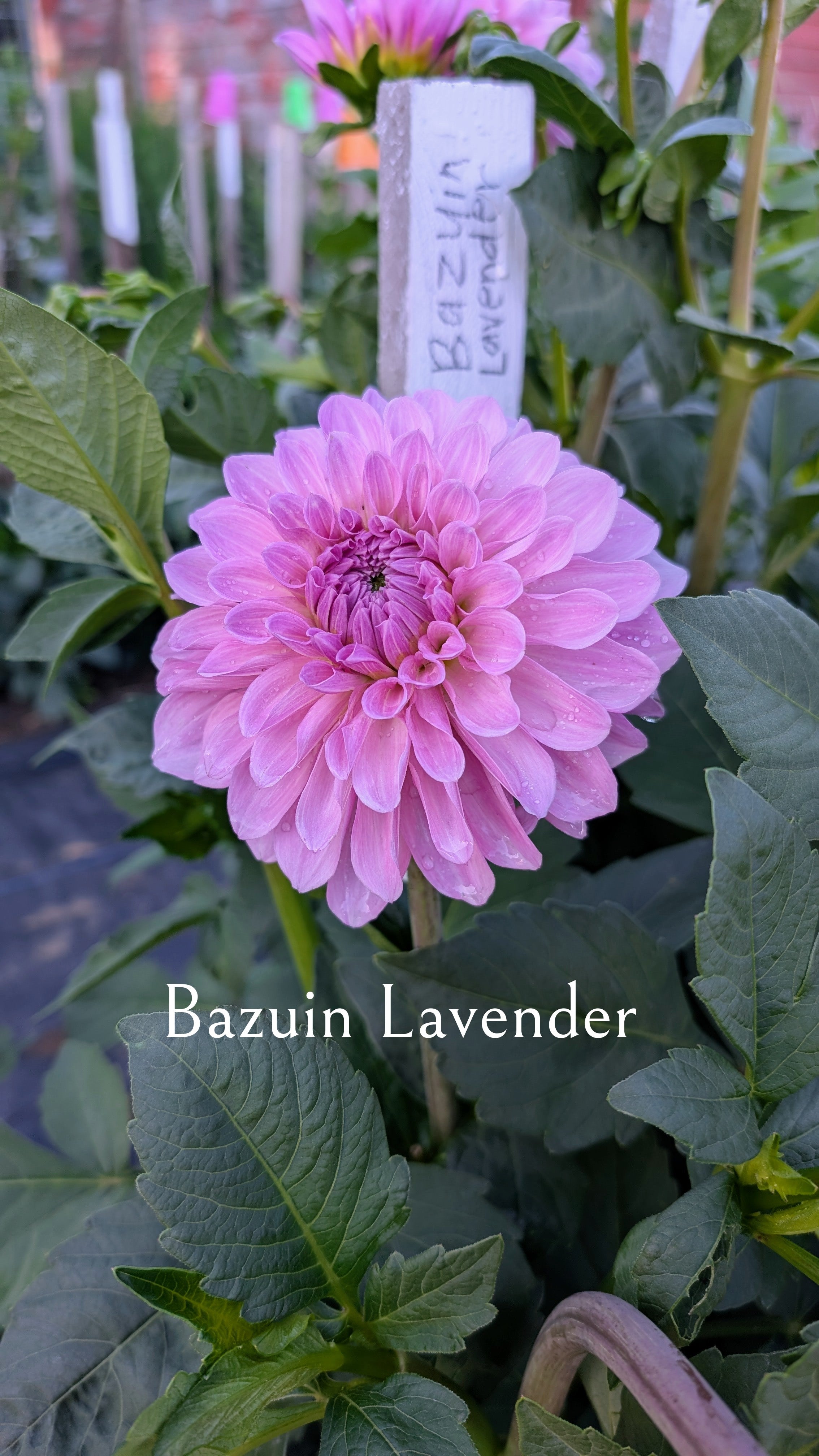 Bazuin Lavender
