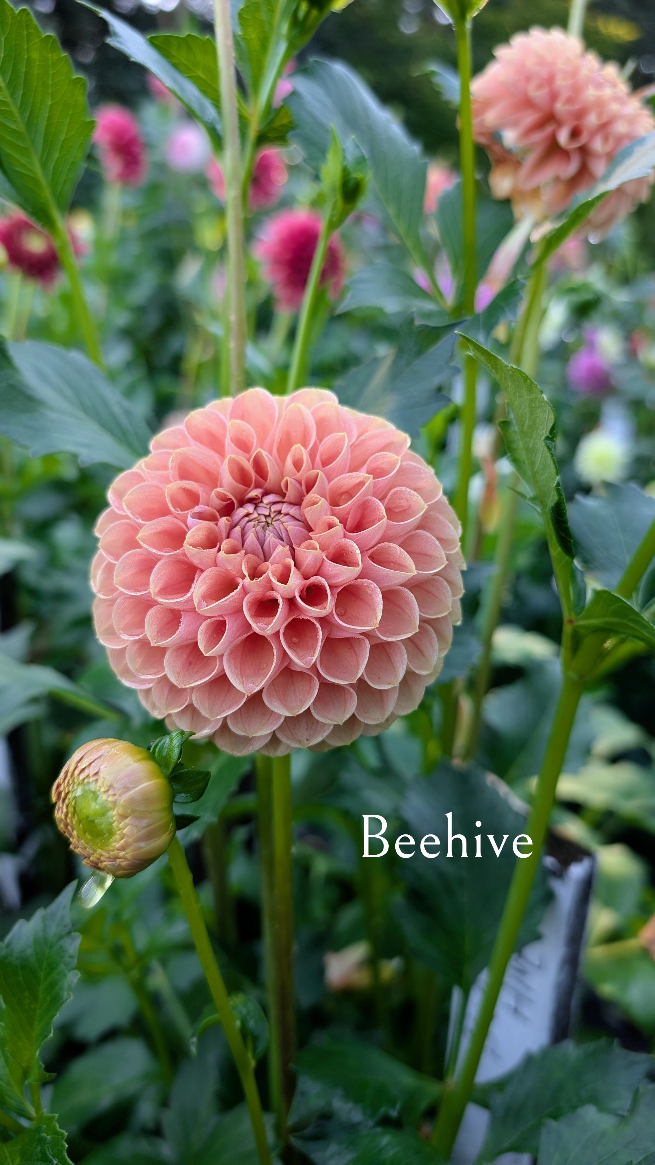 Bee Hive