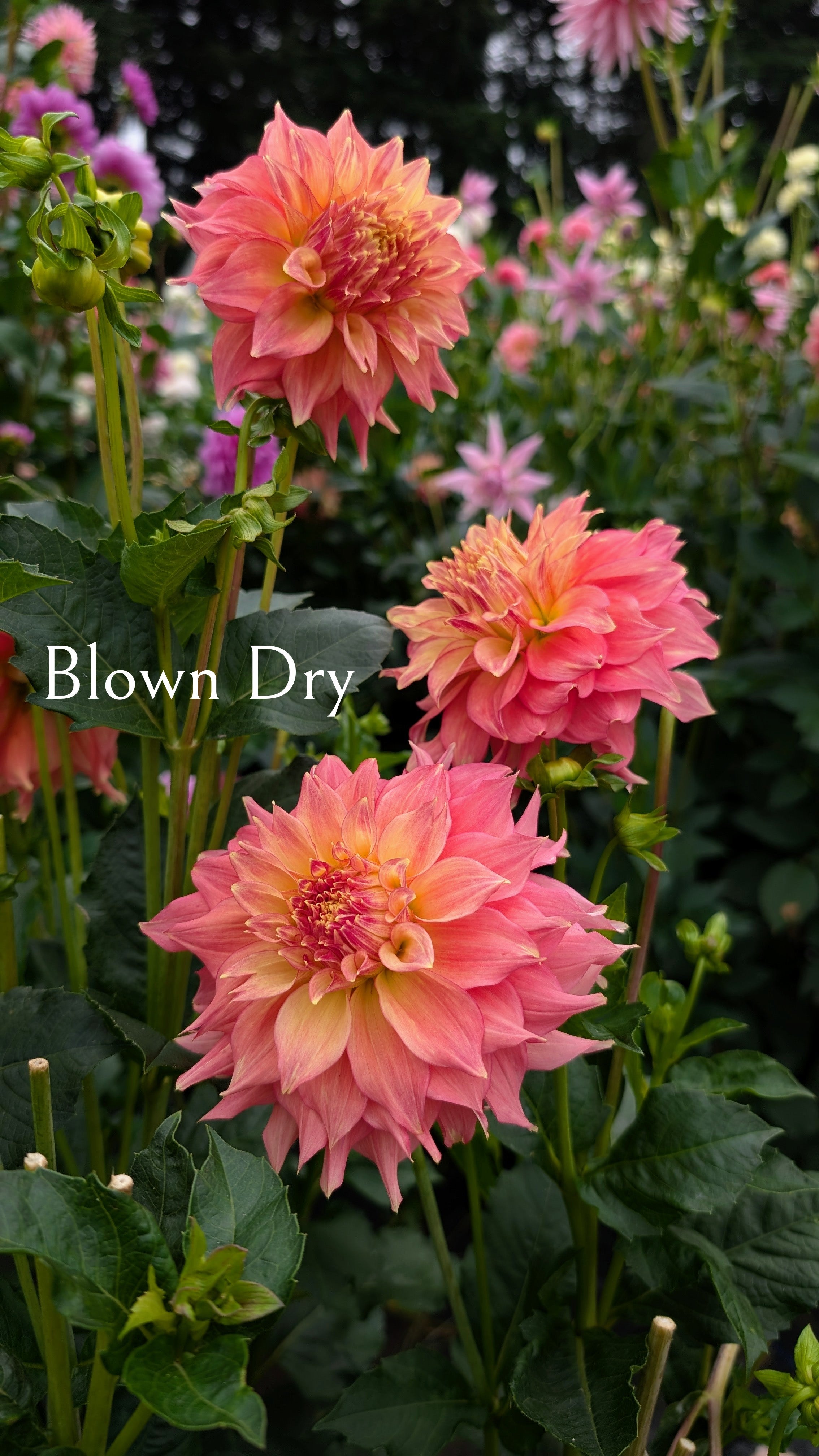 Blown Dry