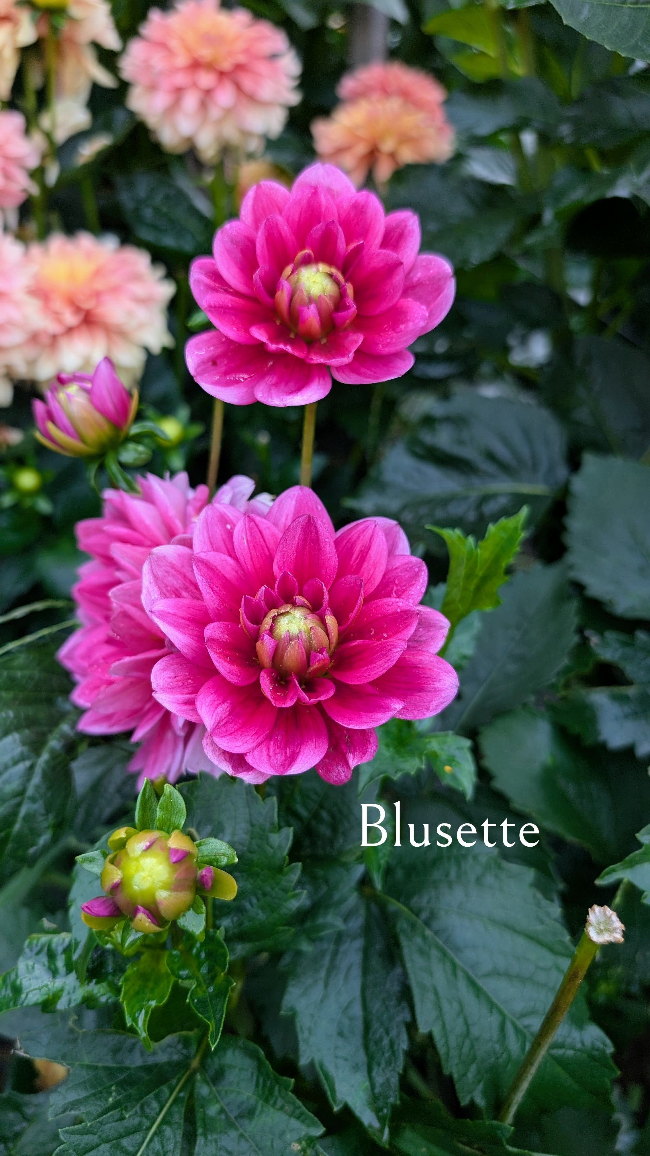 Blusette