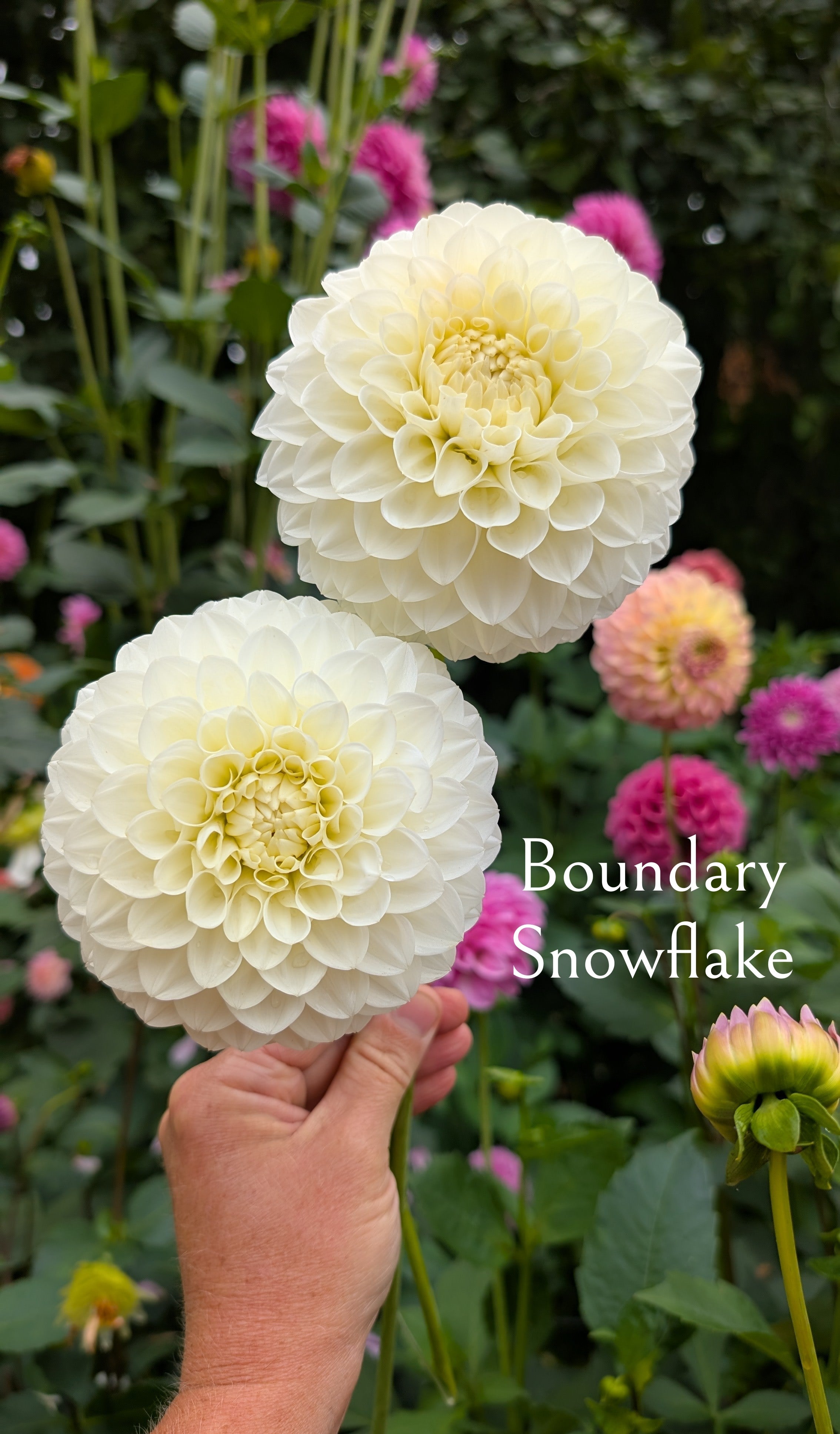 Boundary Snowflake