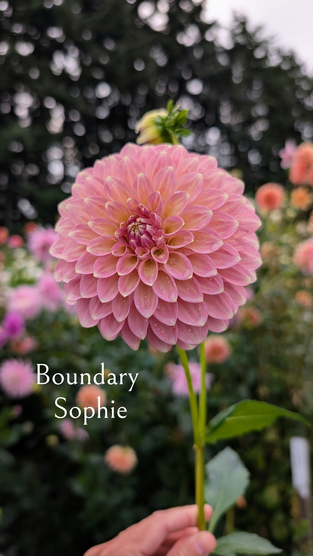 Boundary Sophie
