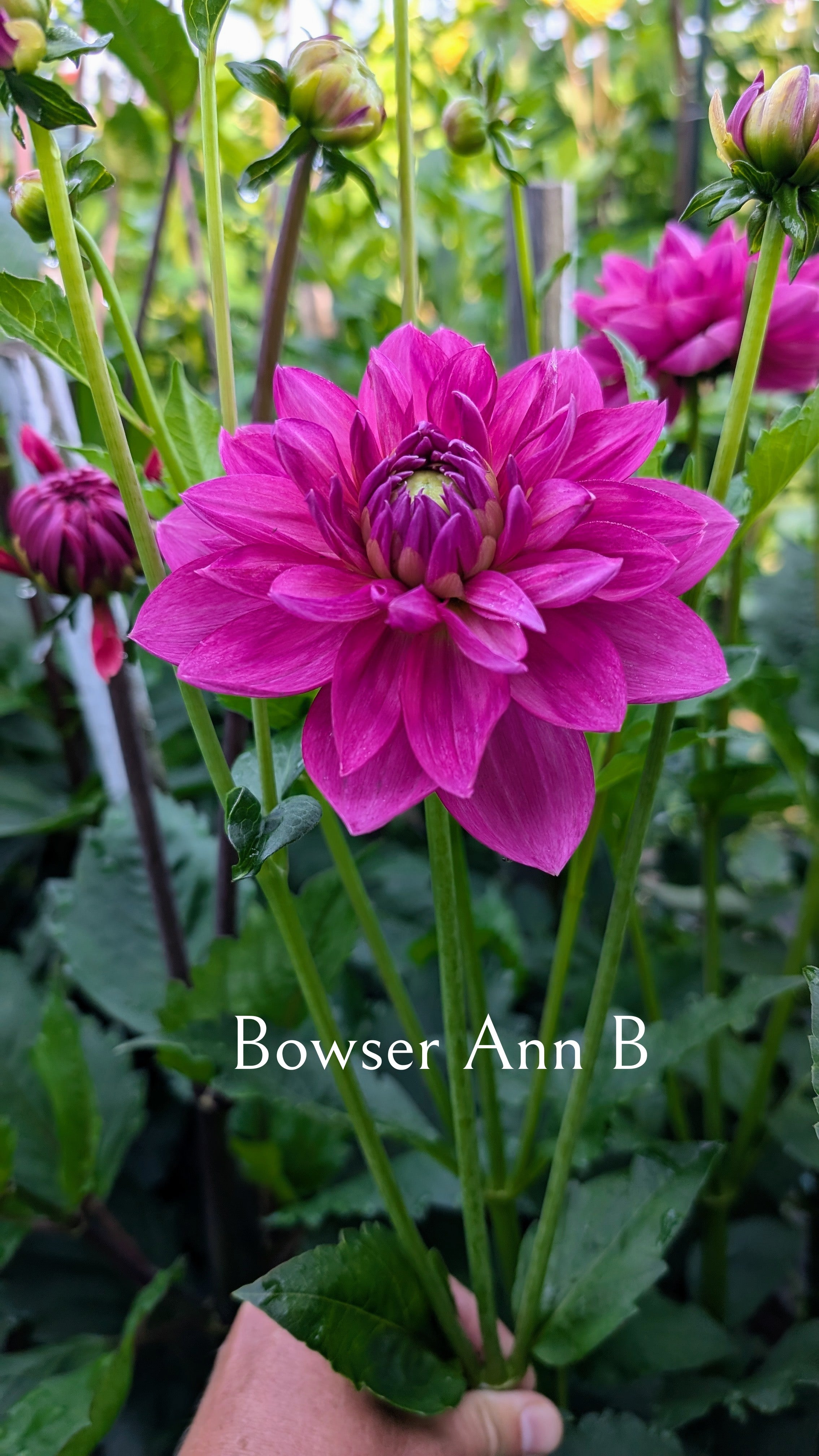 Bowser Ann B