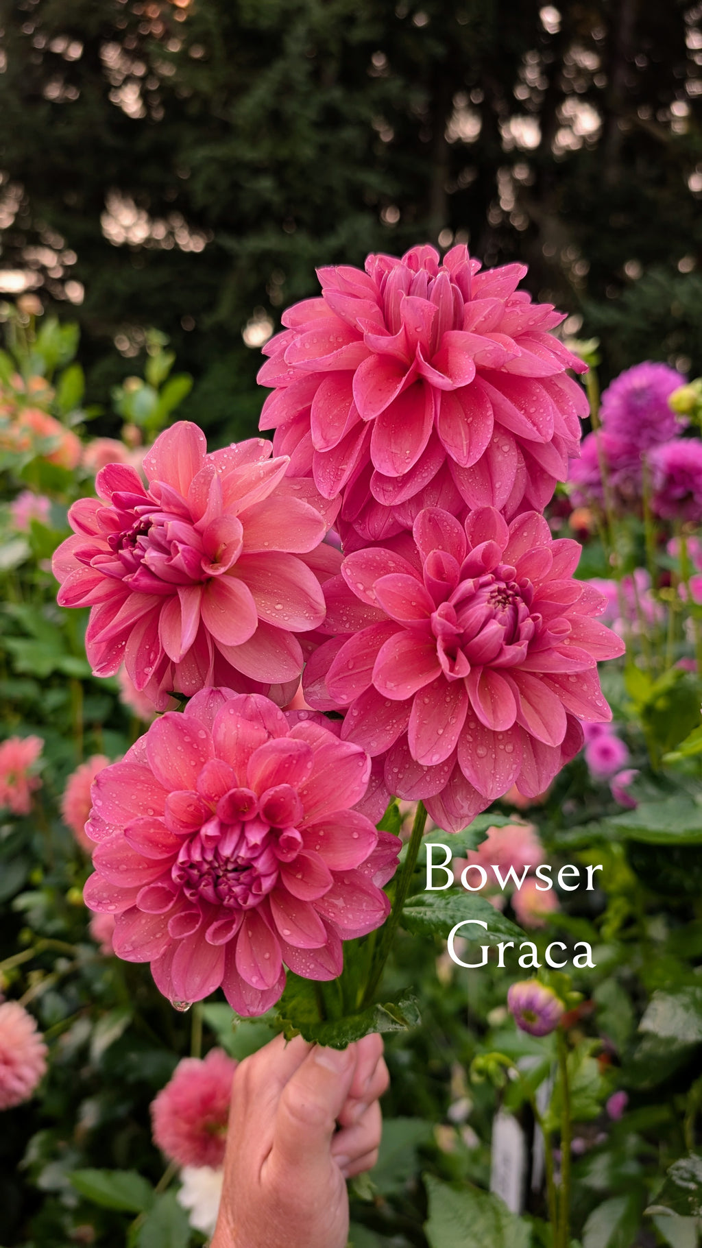 Bowser Graca