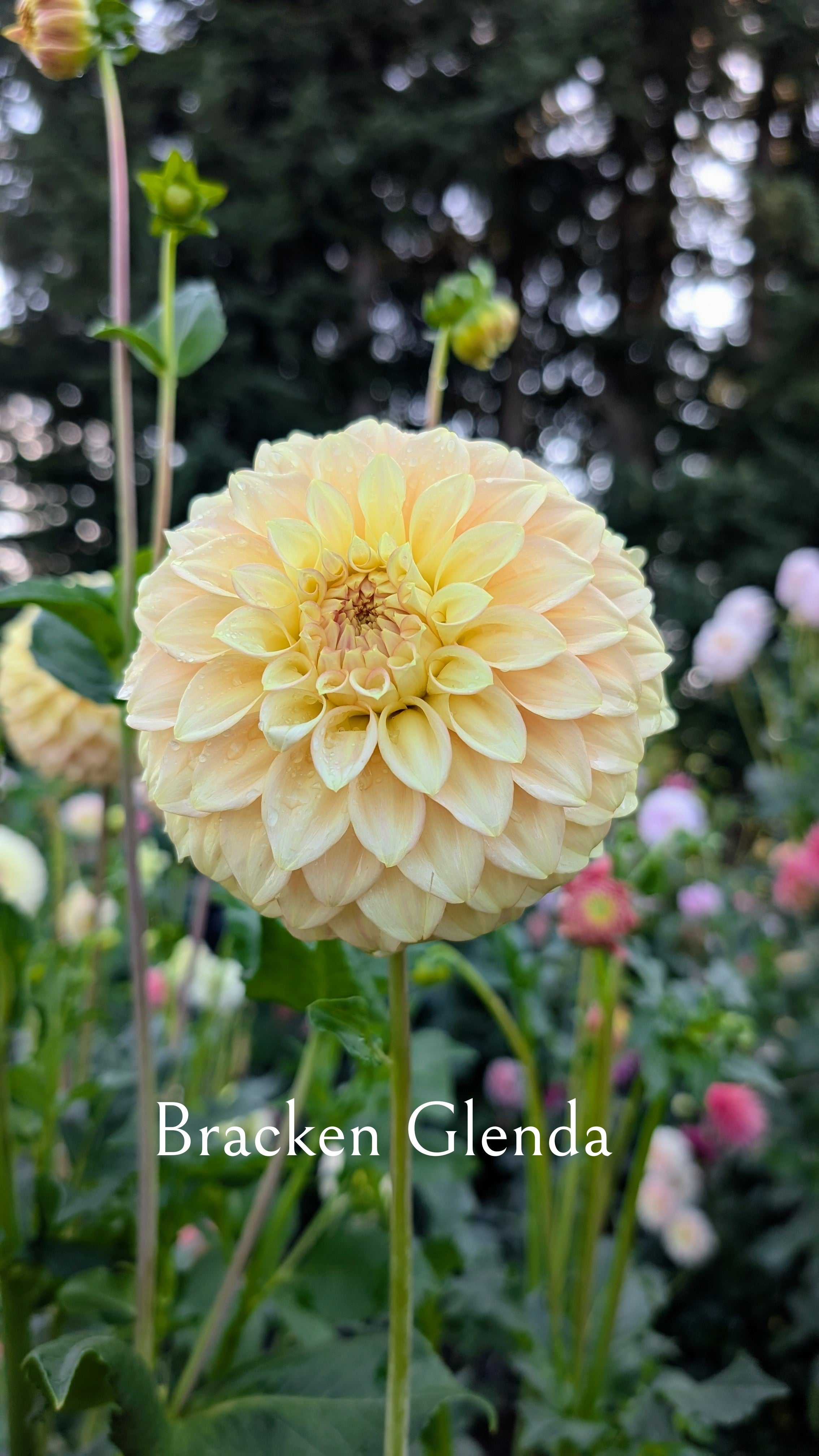 Bracken Glenda