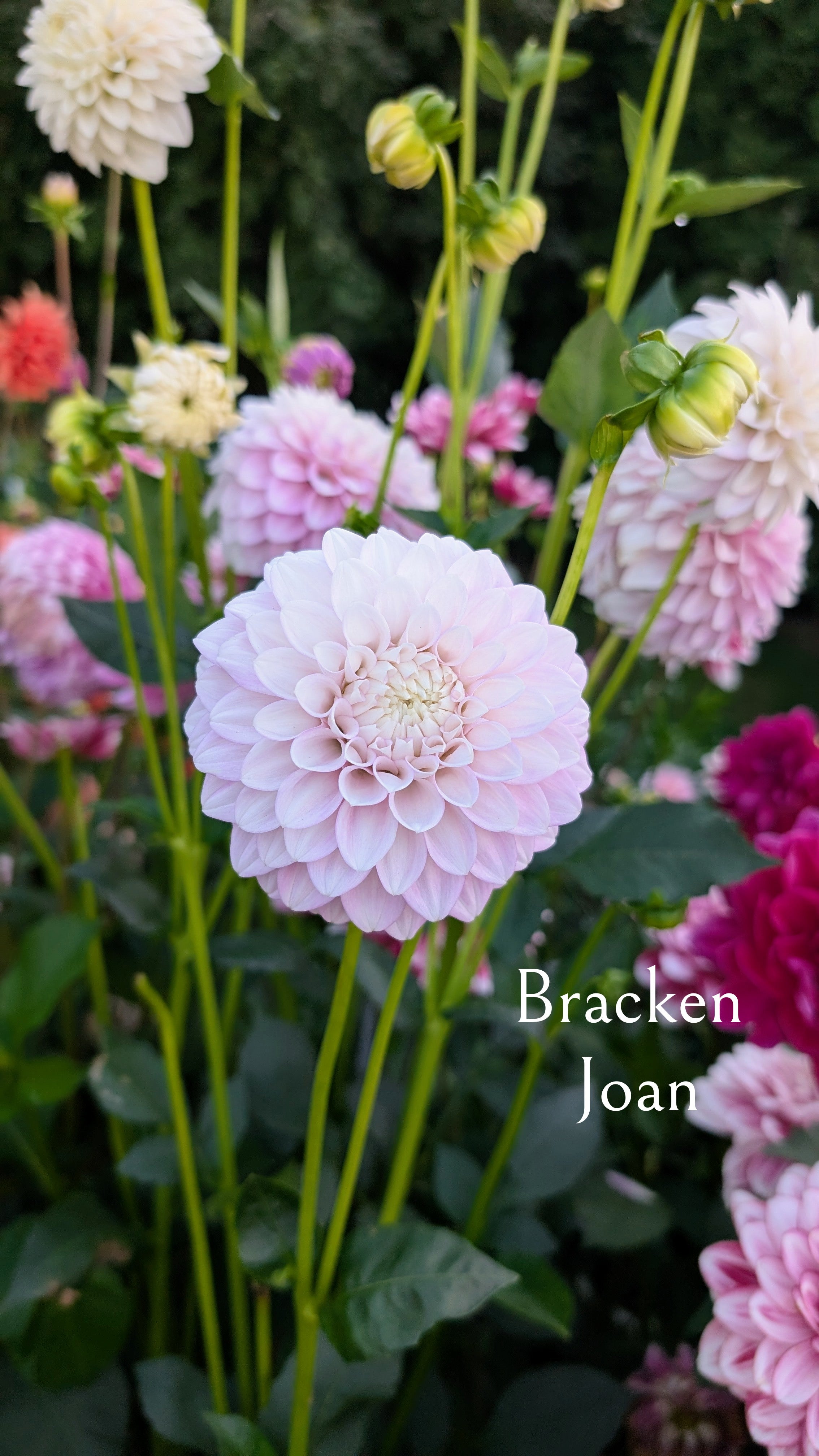 Bracken Joan
