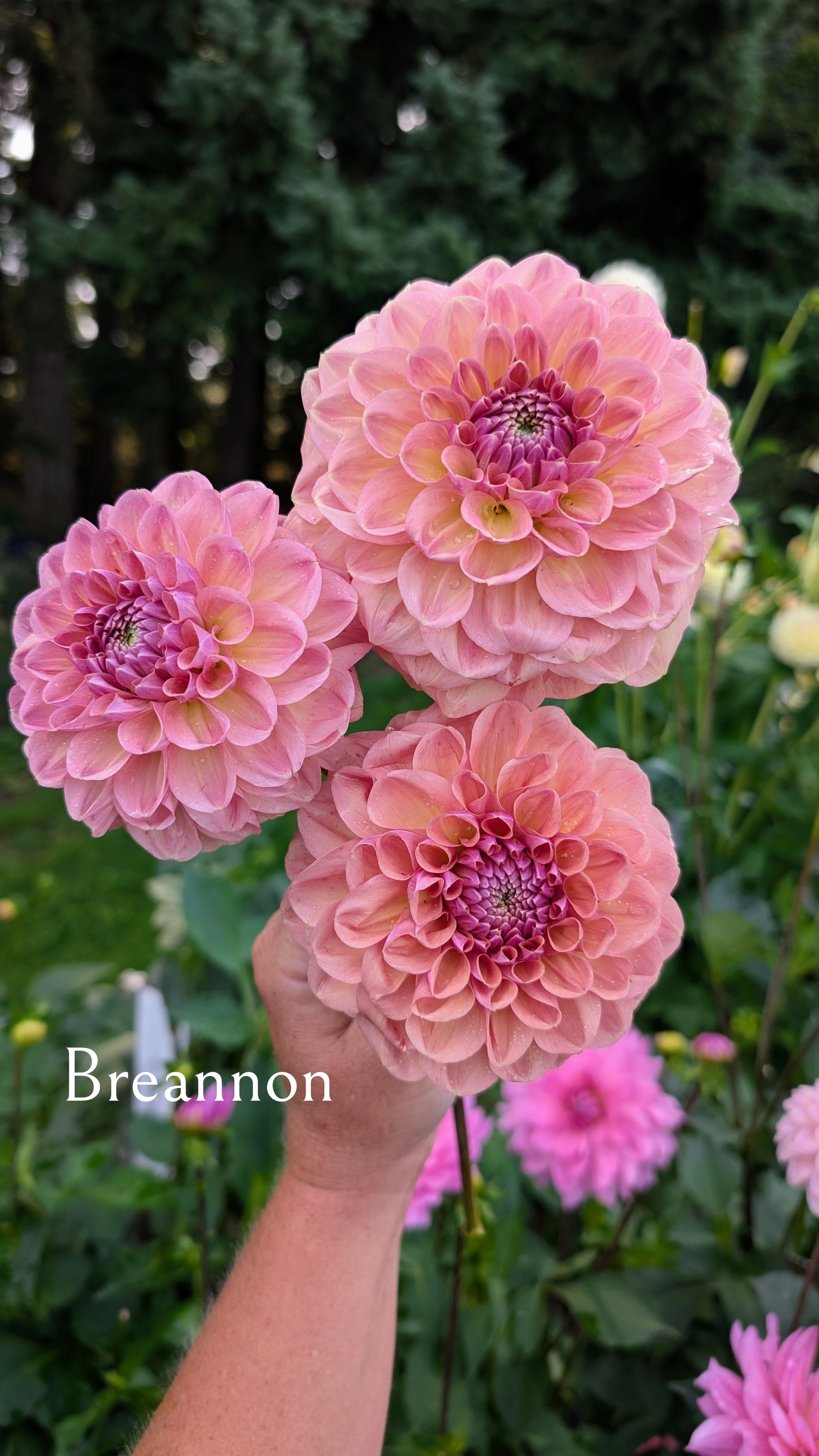 Breannon