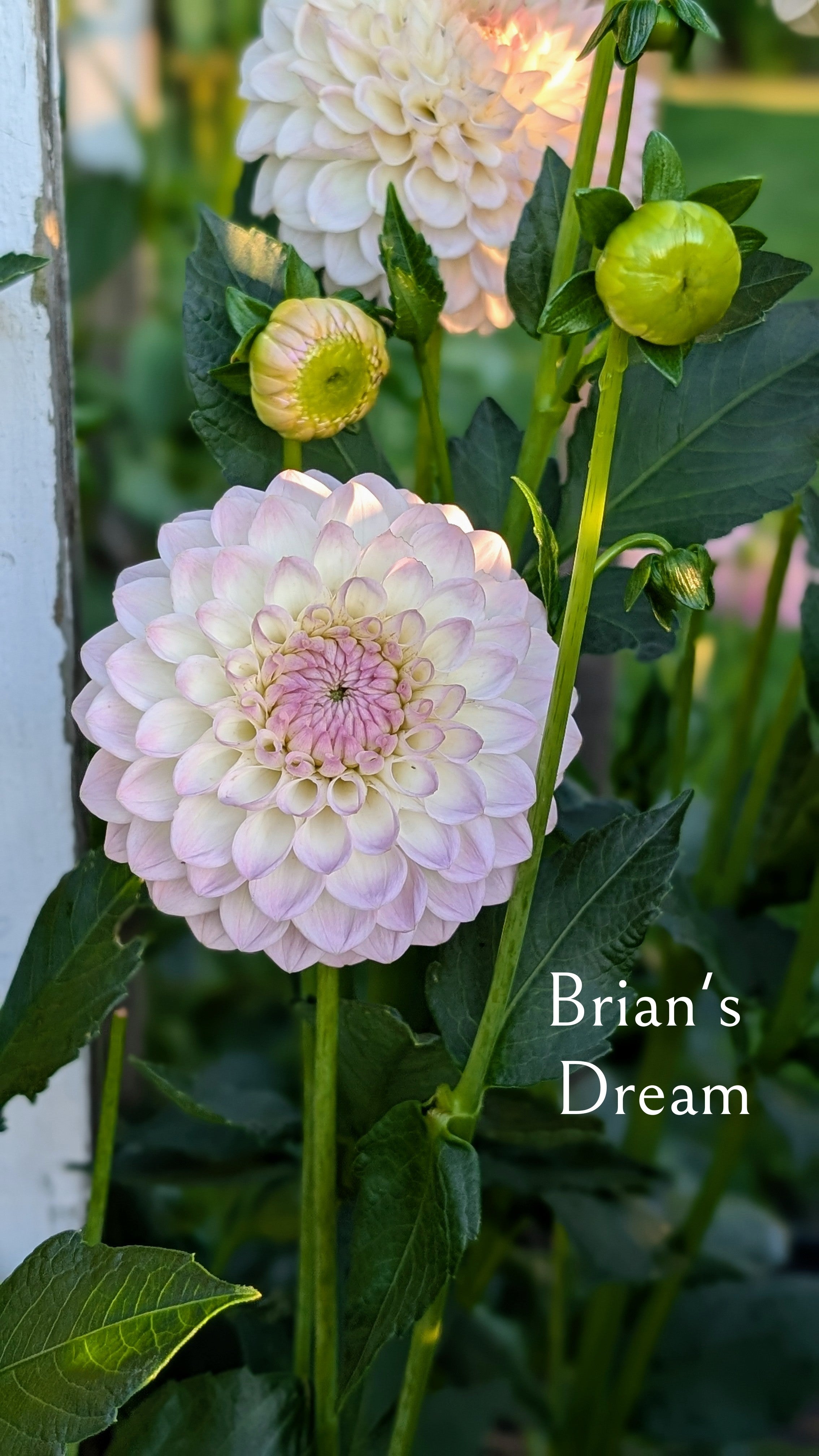Brian's Dream