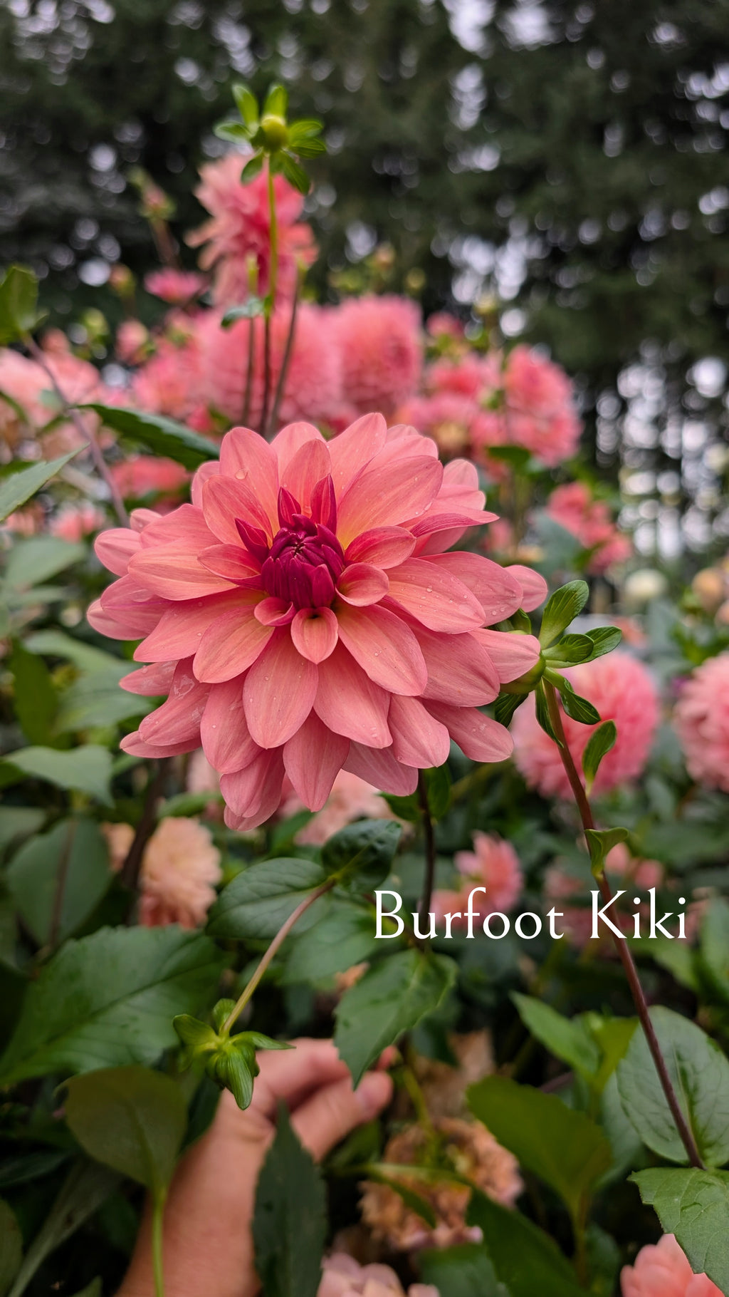 Burfoot Kiki