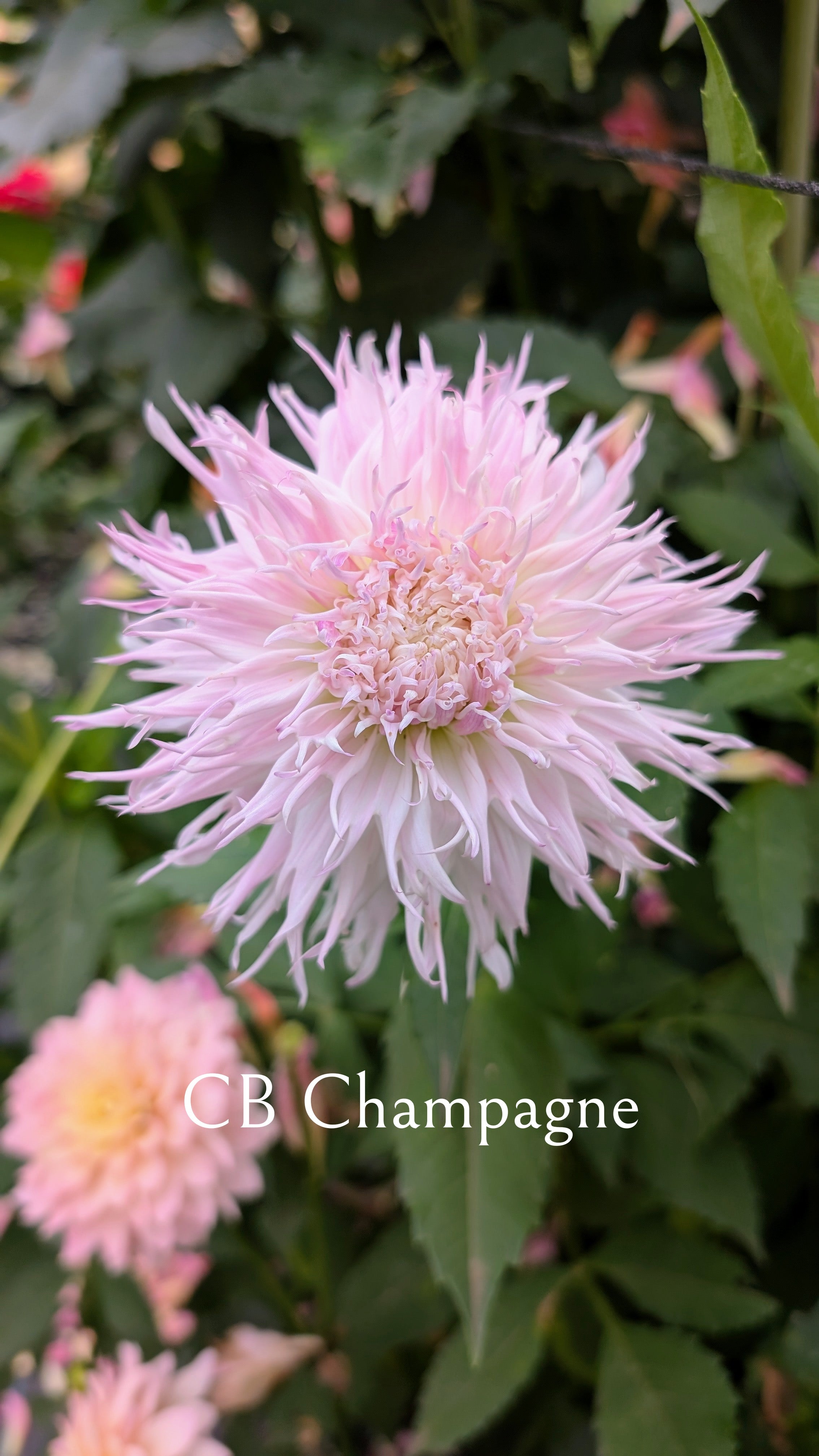 CB Champagne