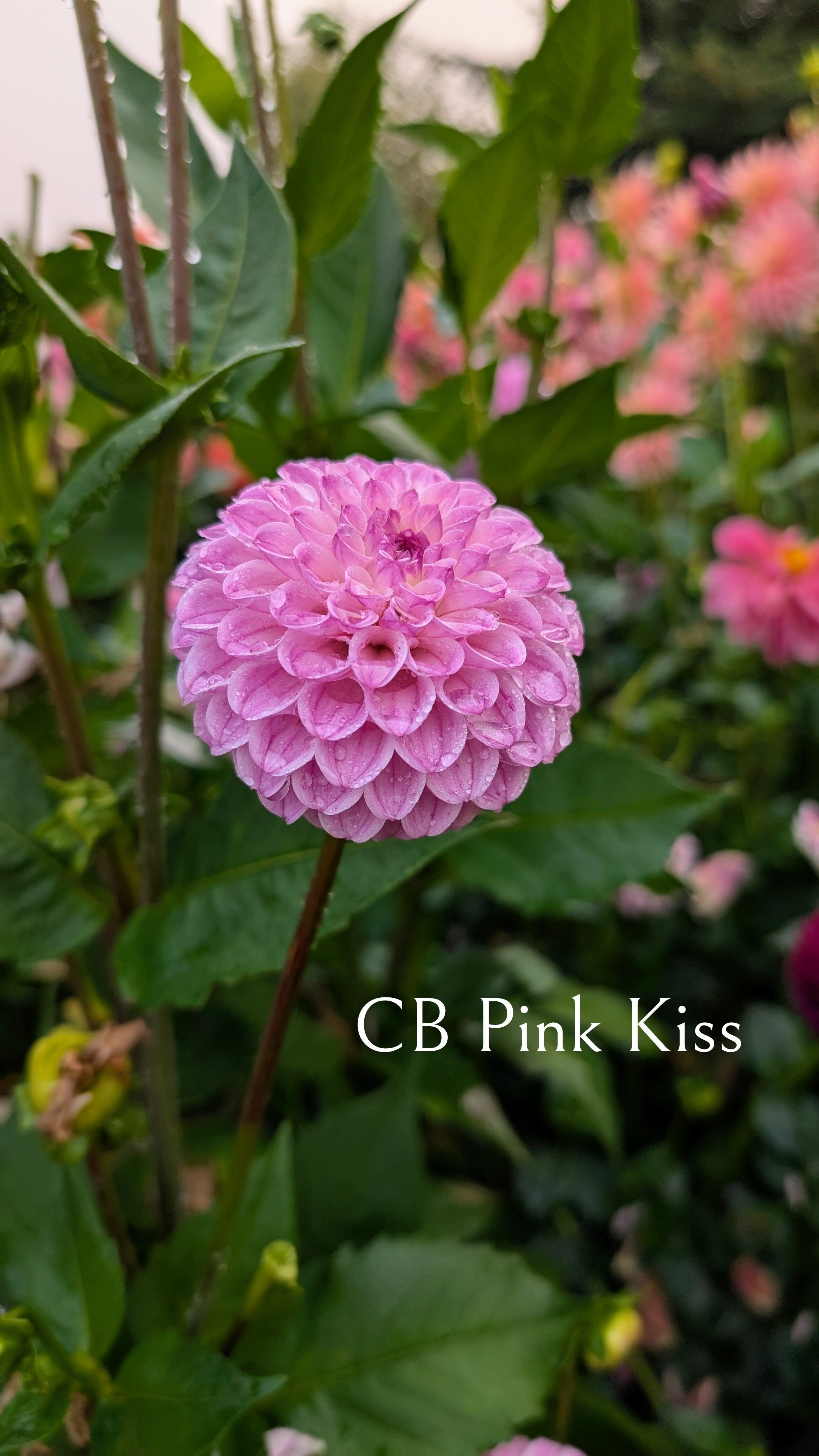 CB Pink Kiss