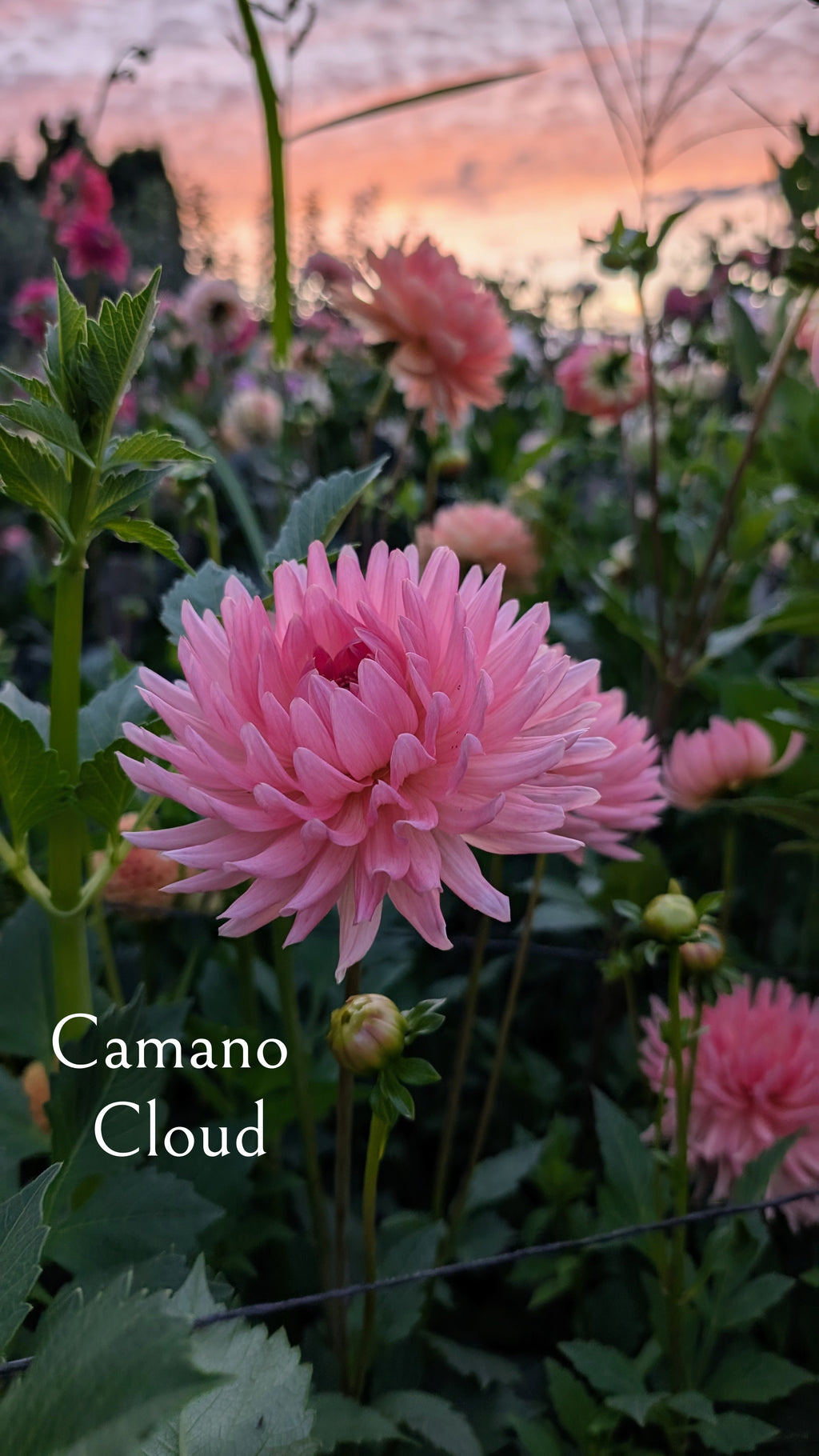 Camano Cloud