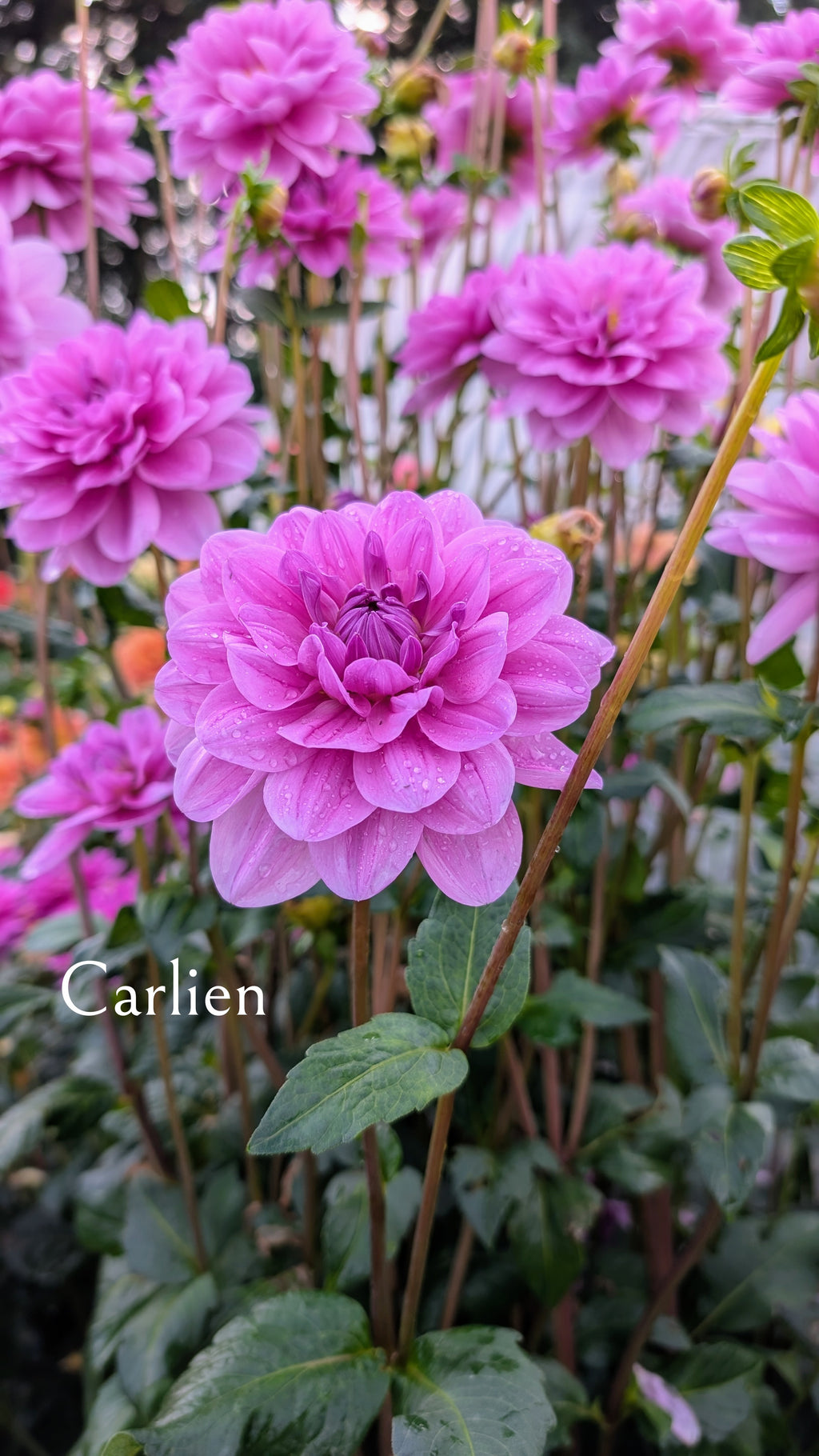 Carlien