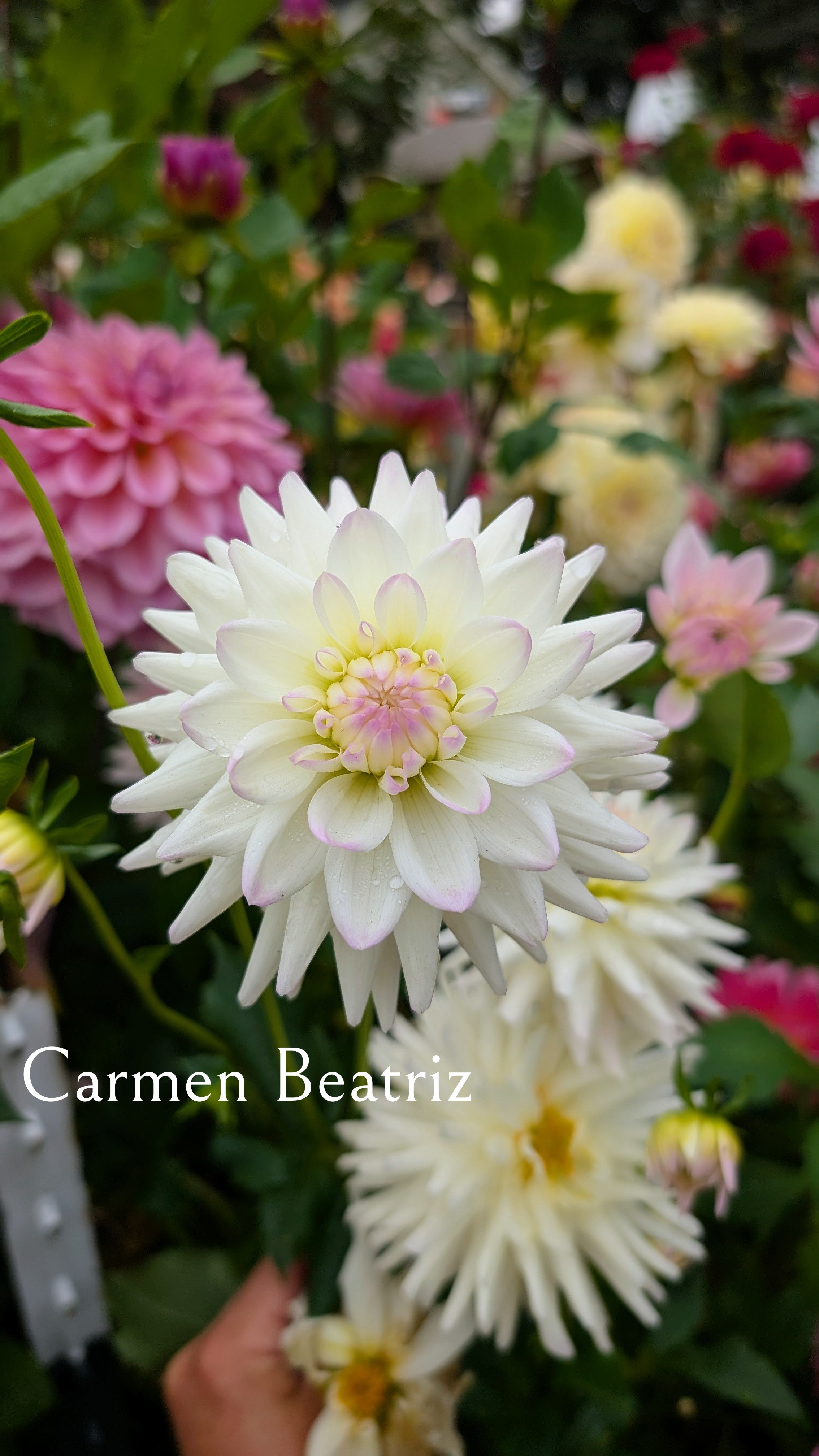 Carmen Beatriz