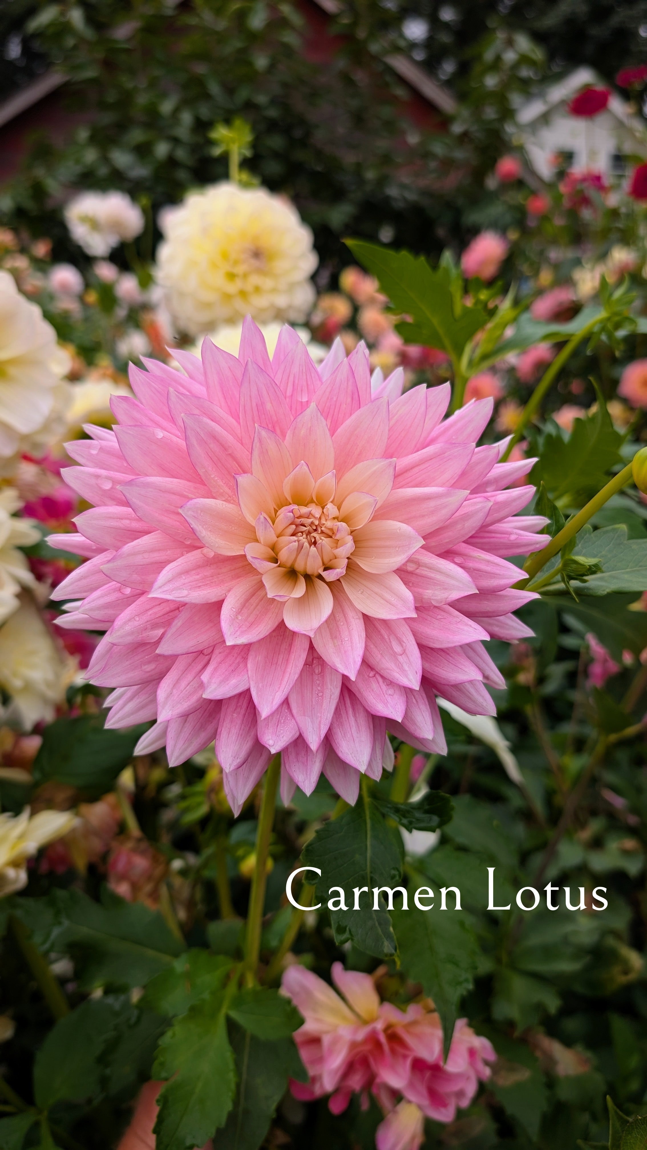 Carmen Lotus