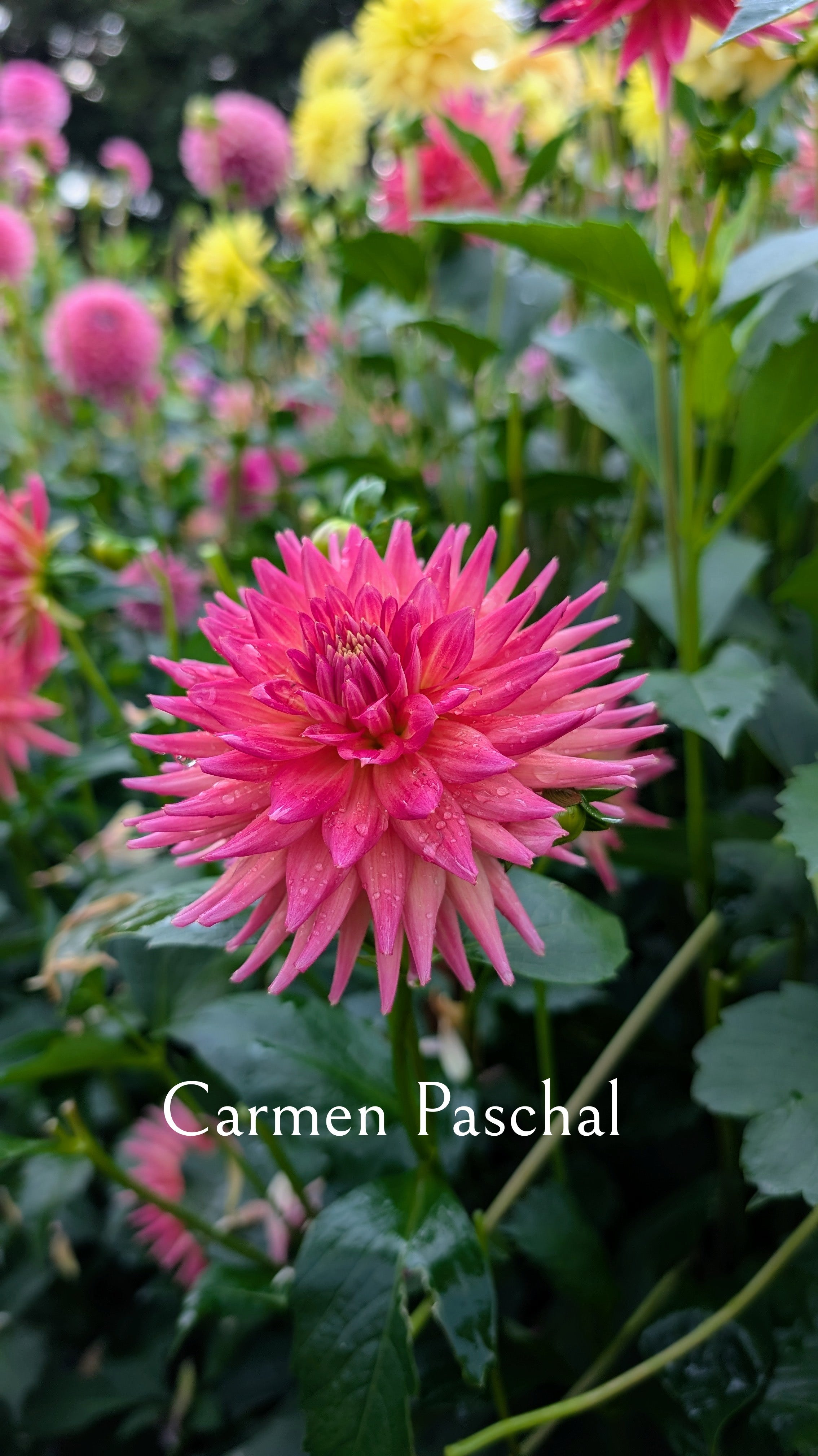 Carmen Paschal
