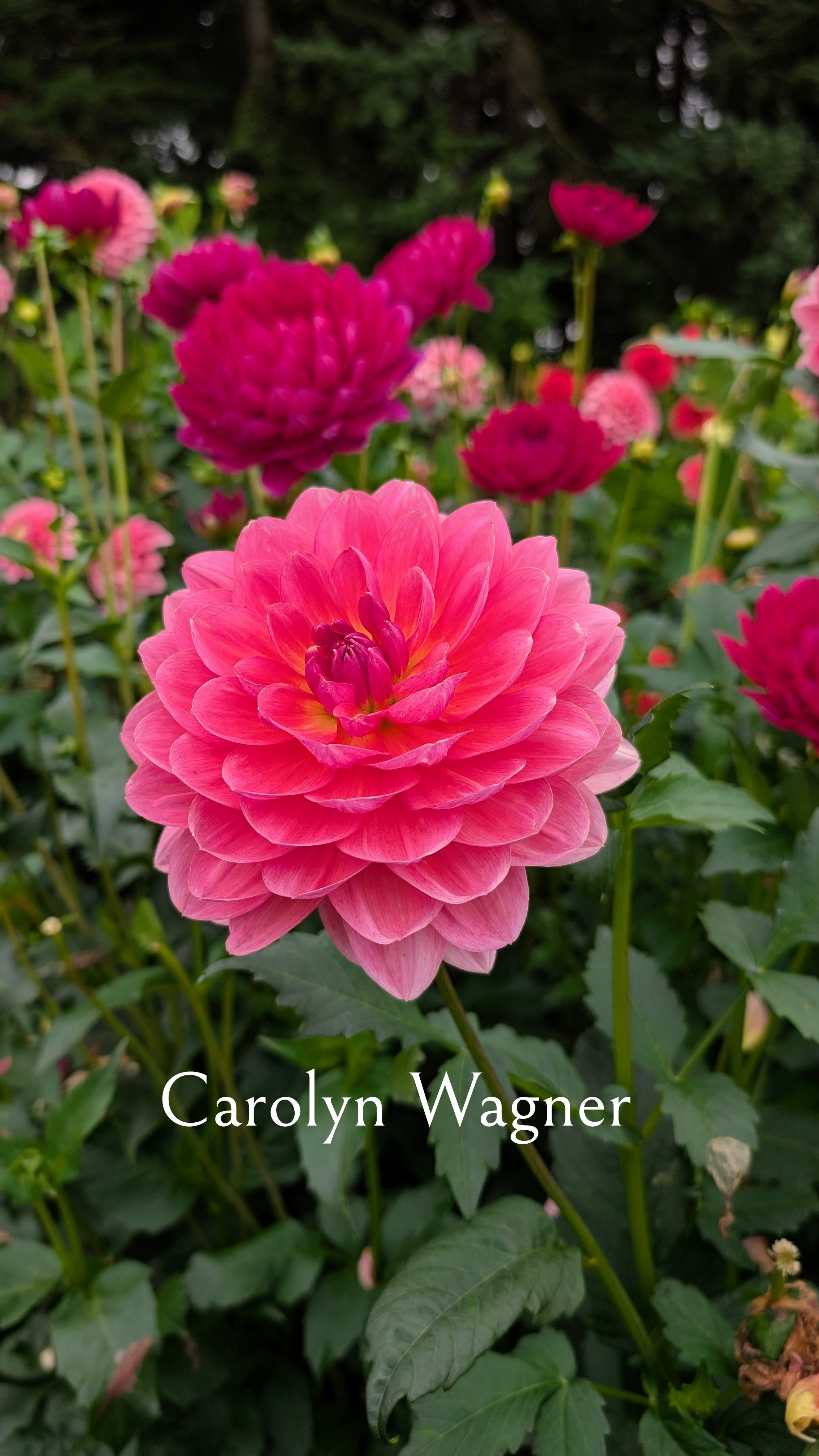Carolyn Wagner