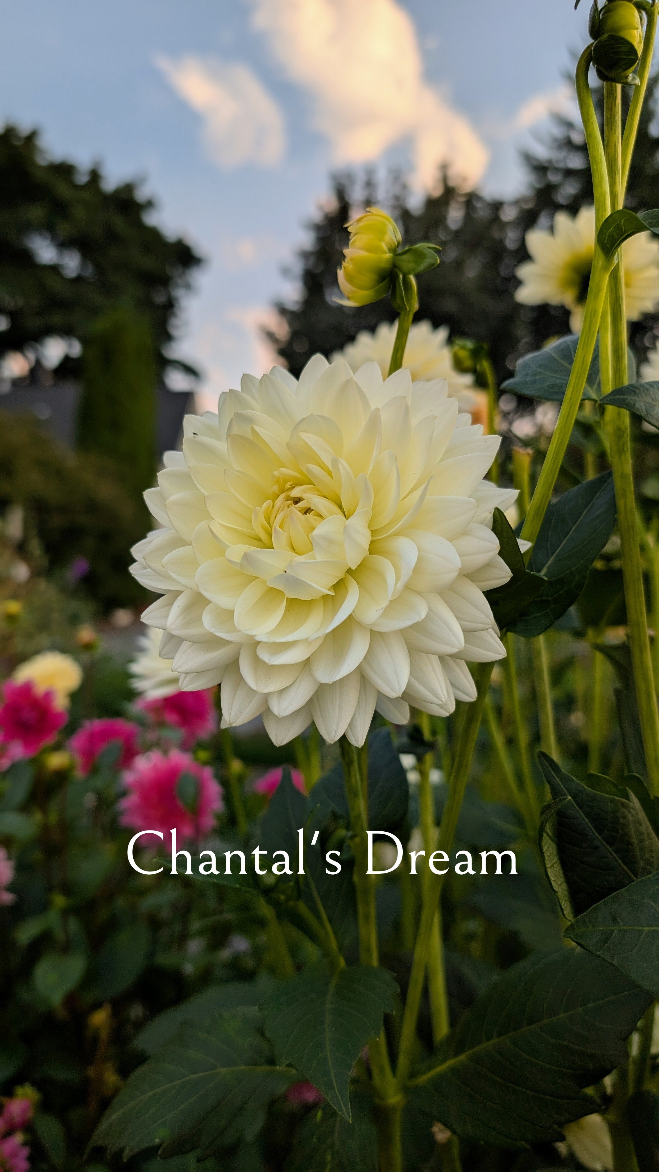 Chantal's Dream