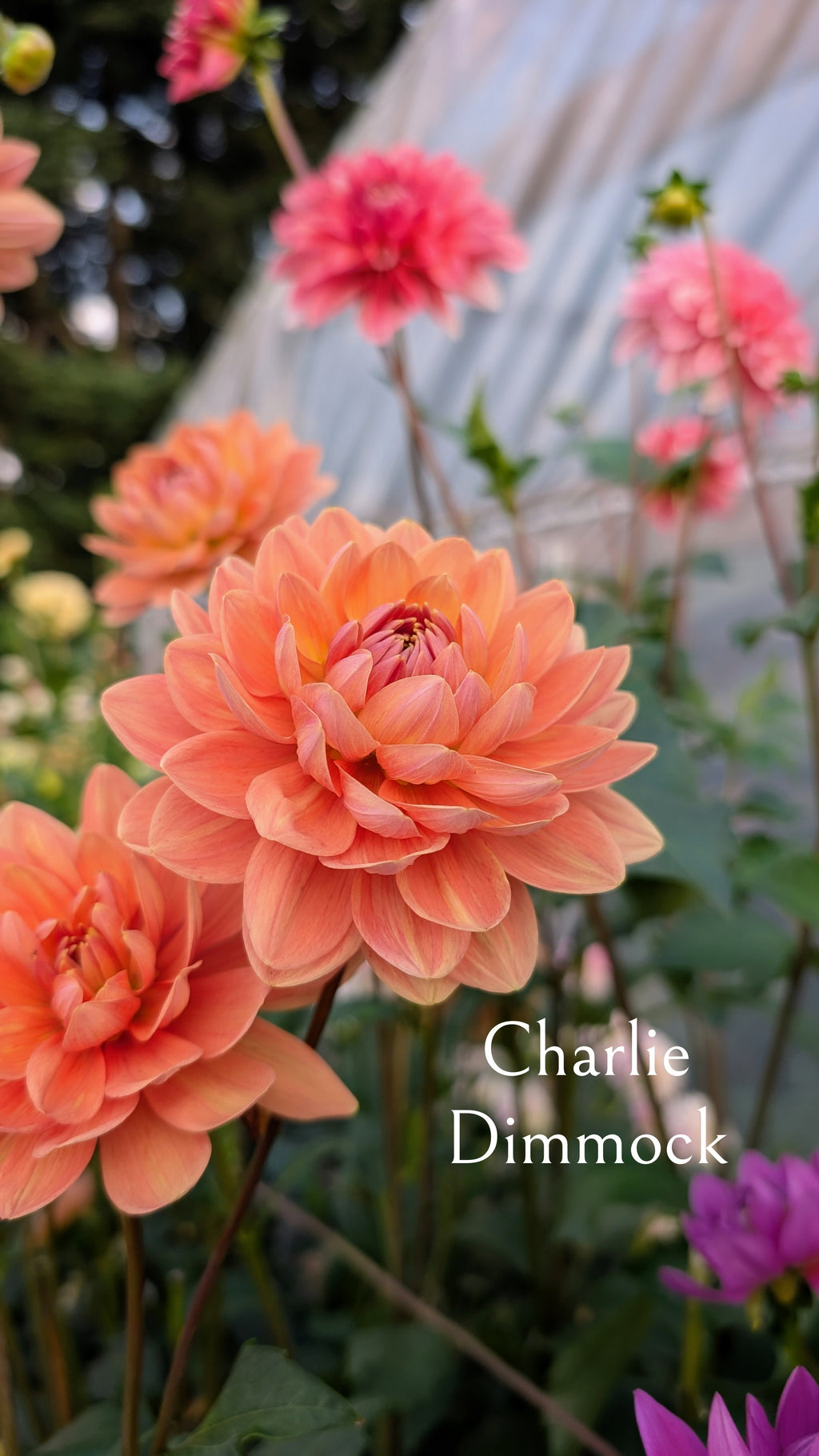 Charlie Dimmock