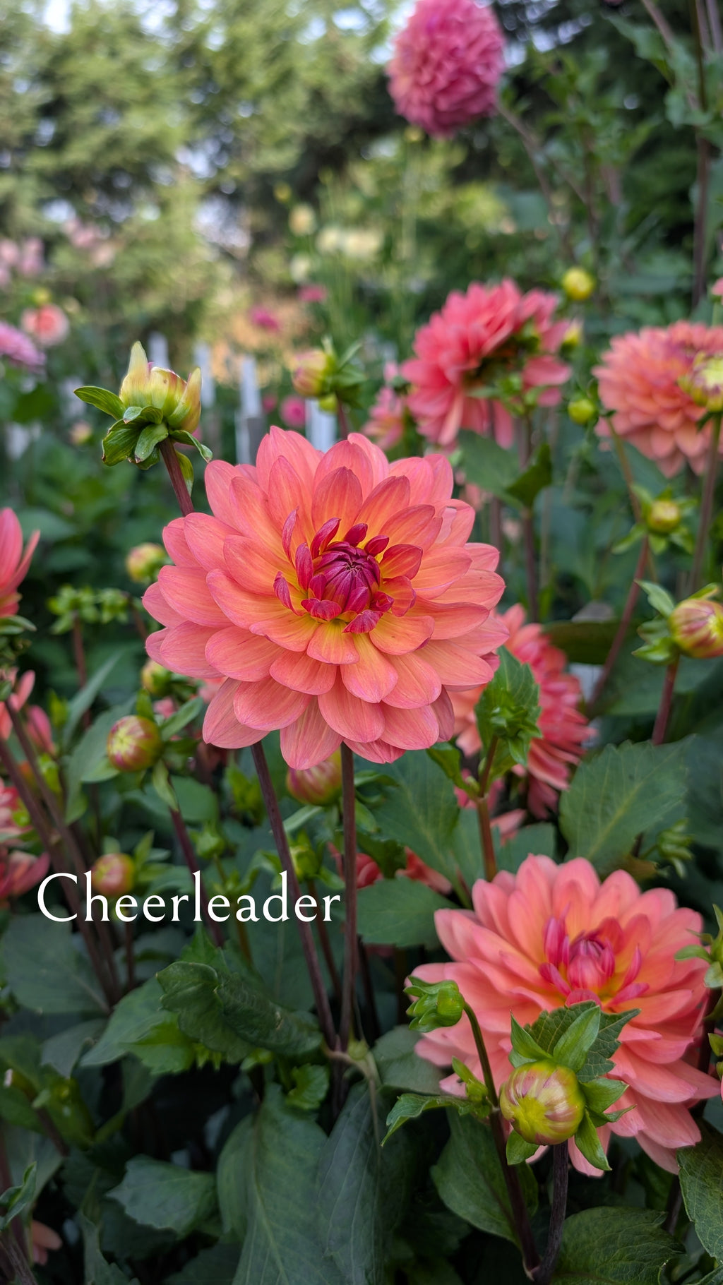 Cheerleader